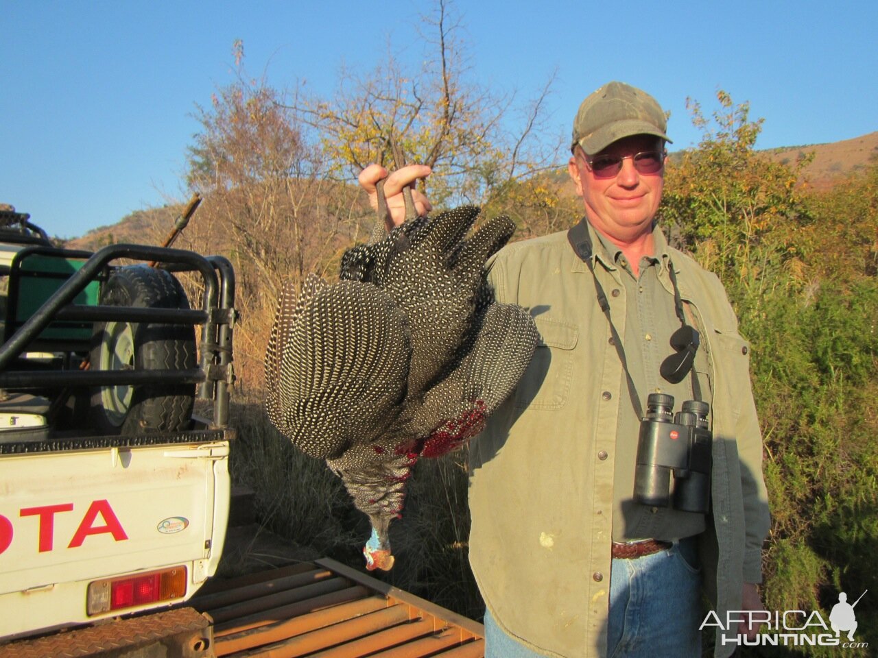 Bird Hunting South Africa Guineafowl