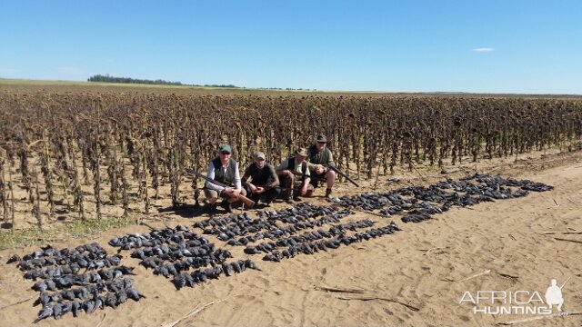 Bird Hunting South Africa Pigeons