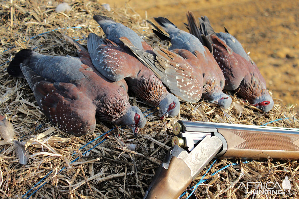 Bird Hunting South Africa Speckled Pigeon