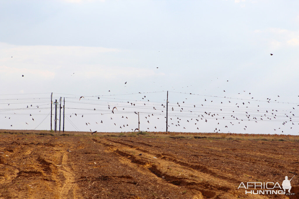 Bird Hunting South Africa