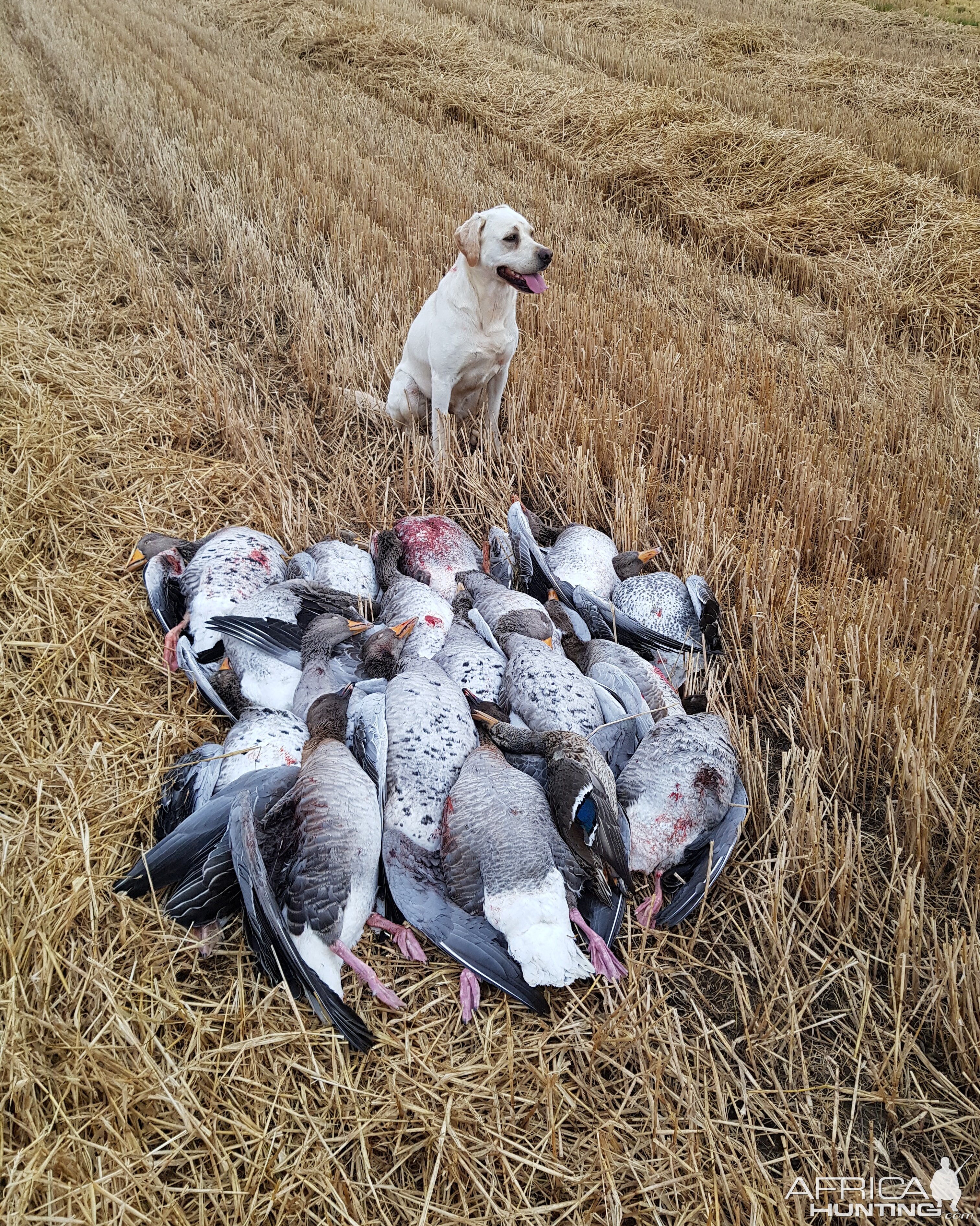 Bird Hunting With Labrador