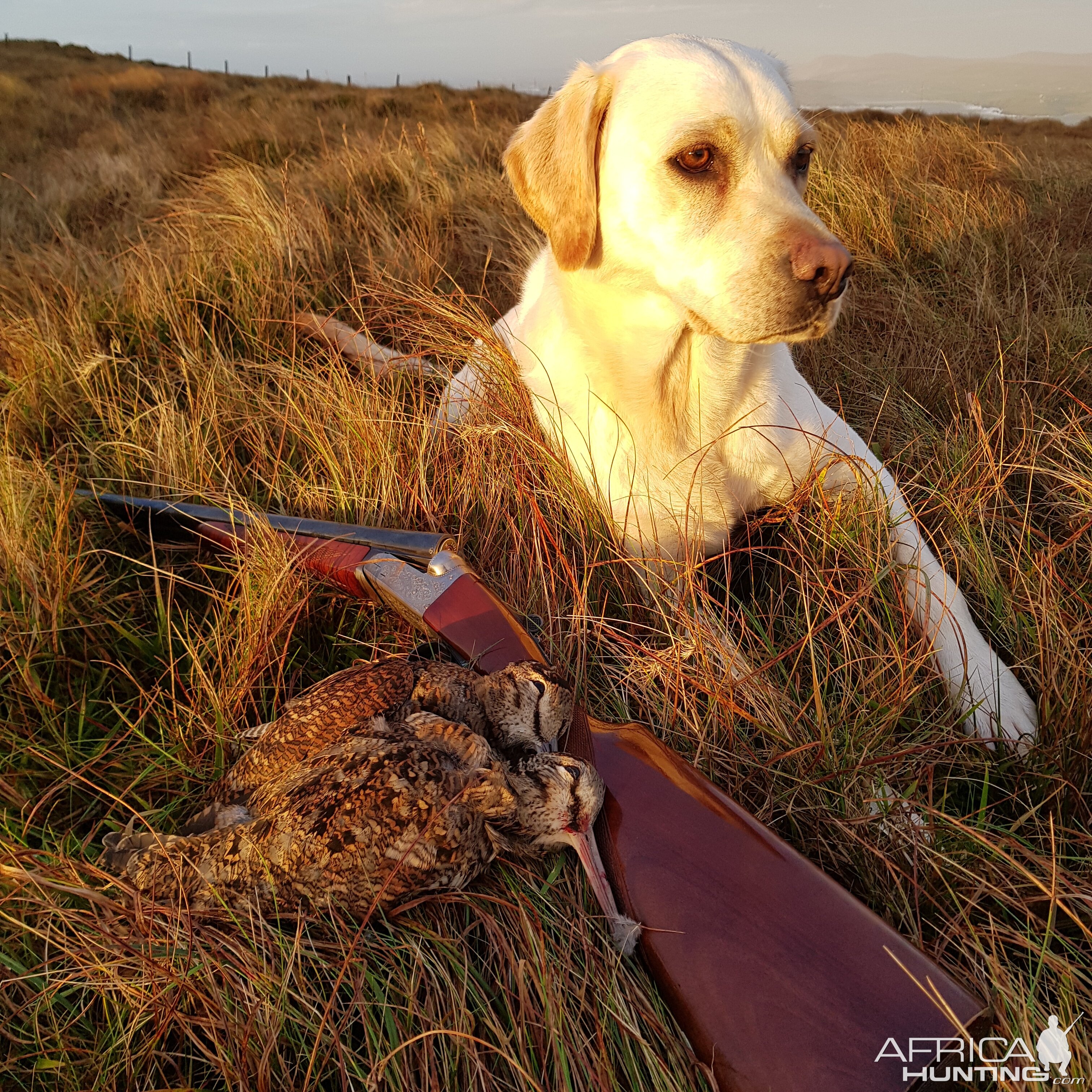 Bird Hunting With Labrador