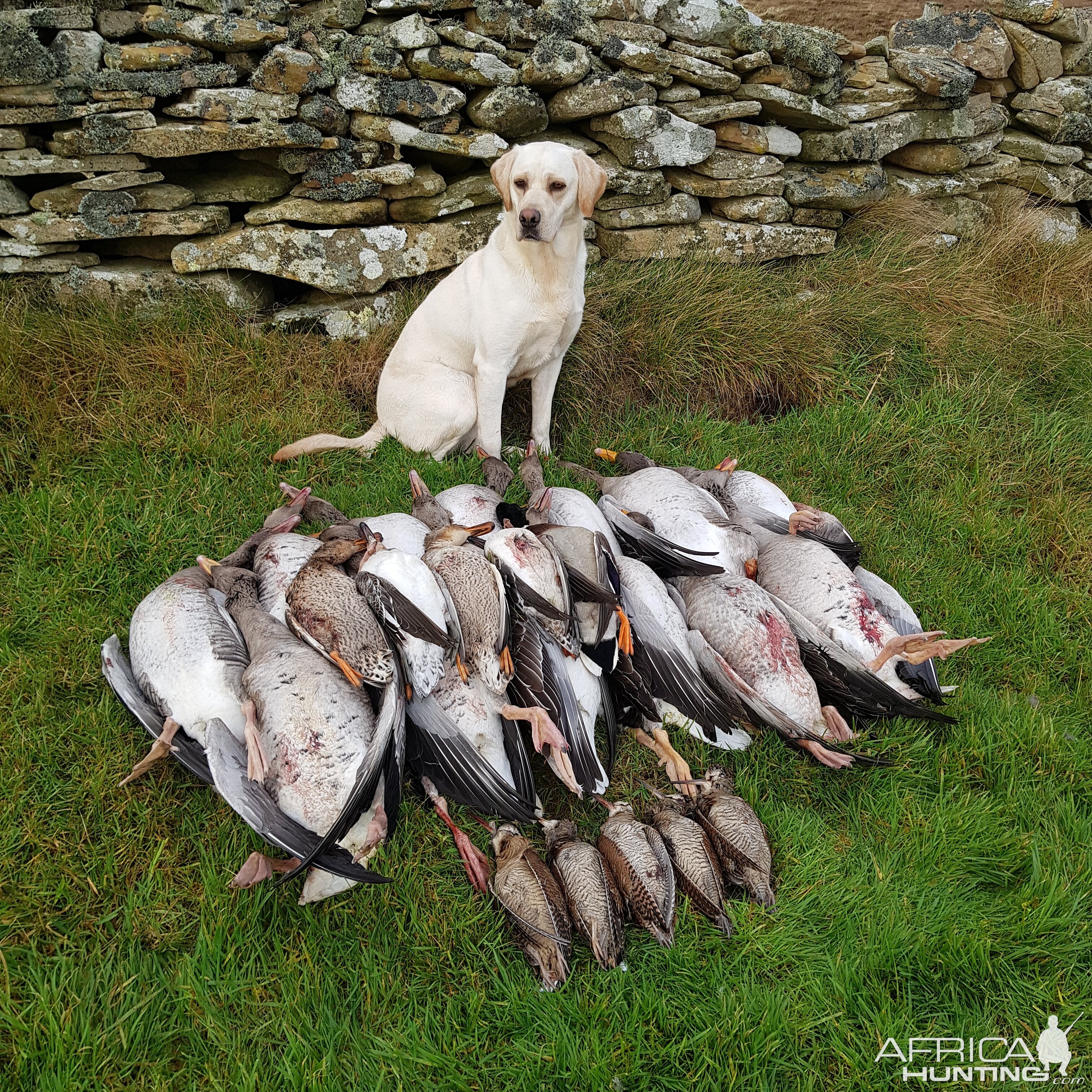 Bird Hunting With Labrador