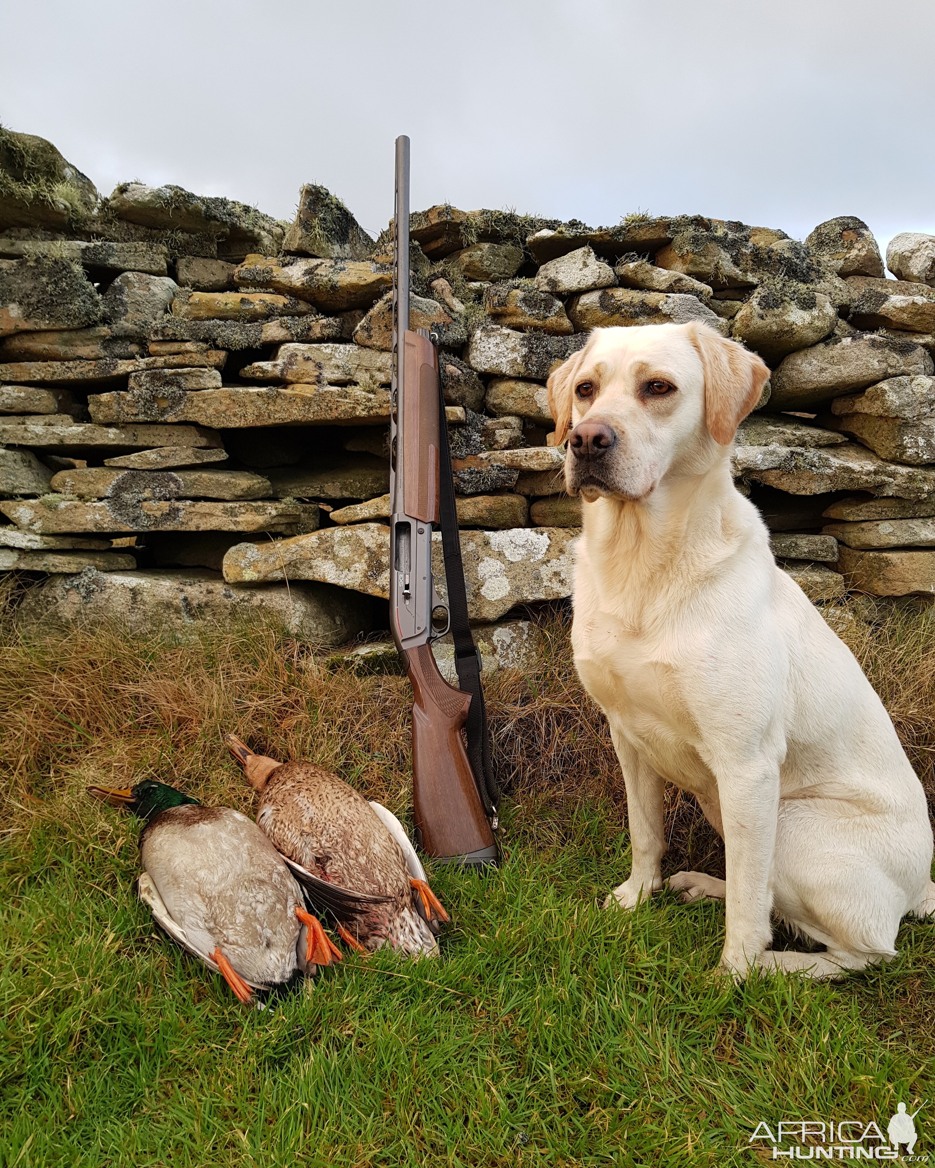 Bird Hunting With Labrador