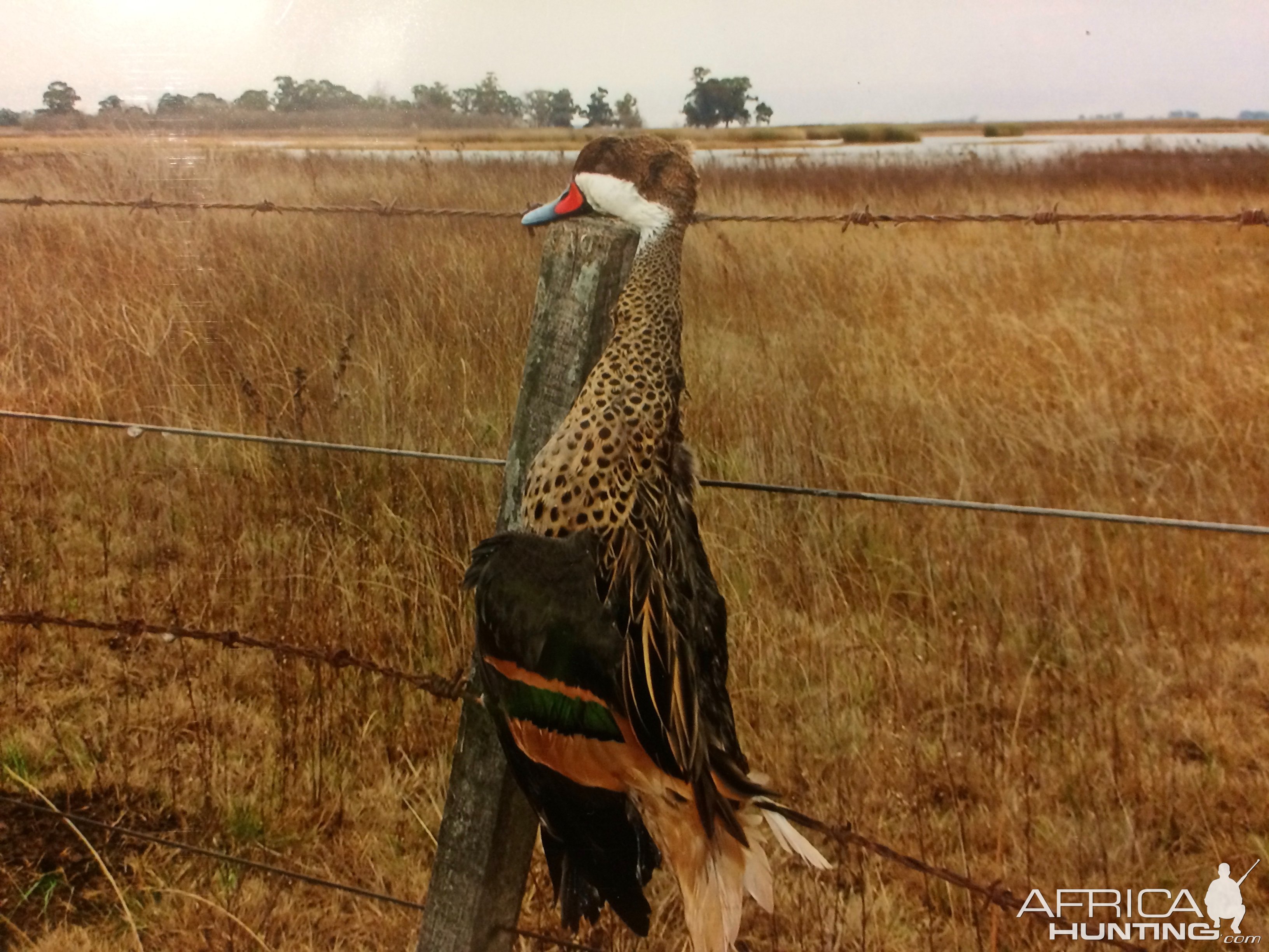 Bird Hunting