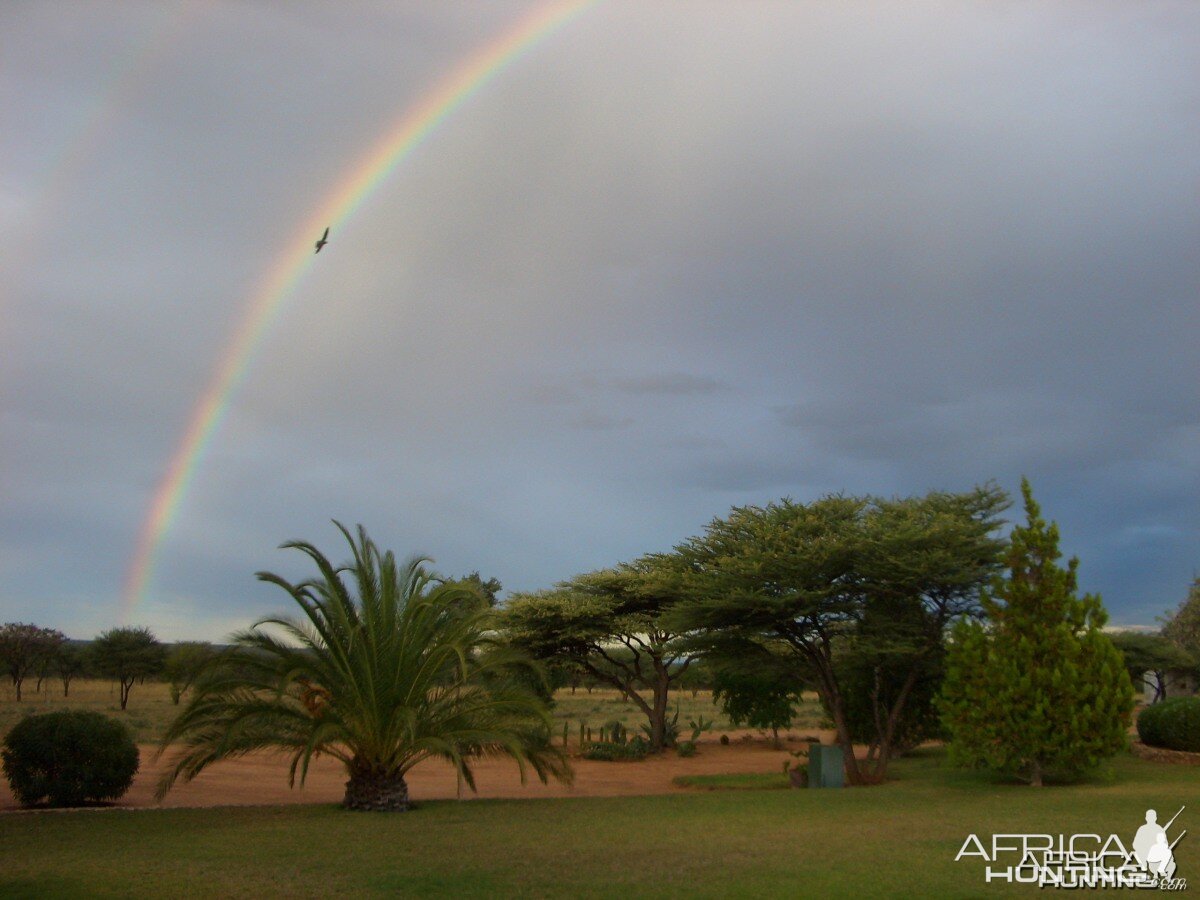 Bird in Rainbow