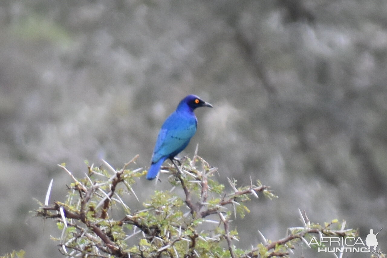 Bird Life South Africa