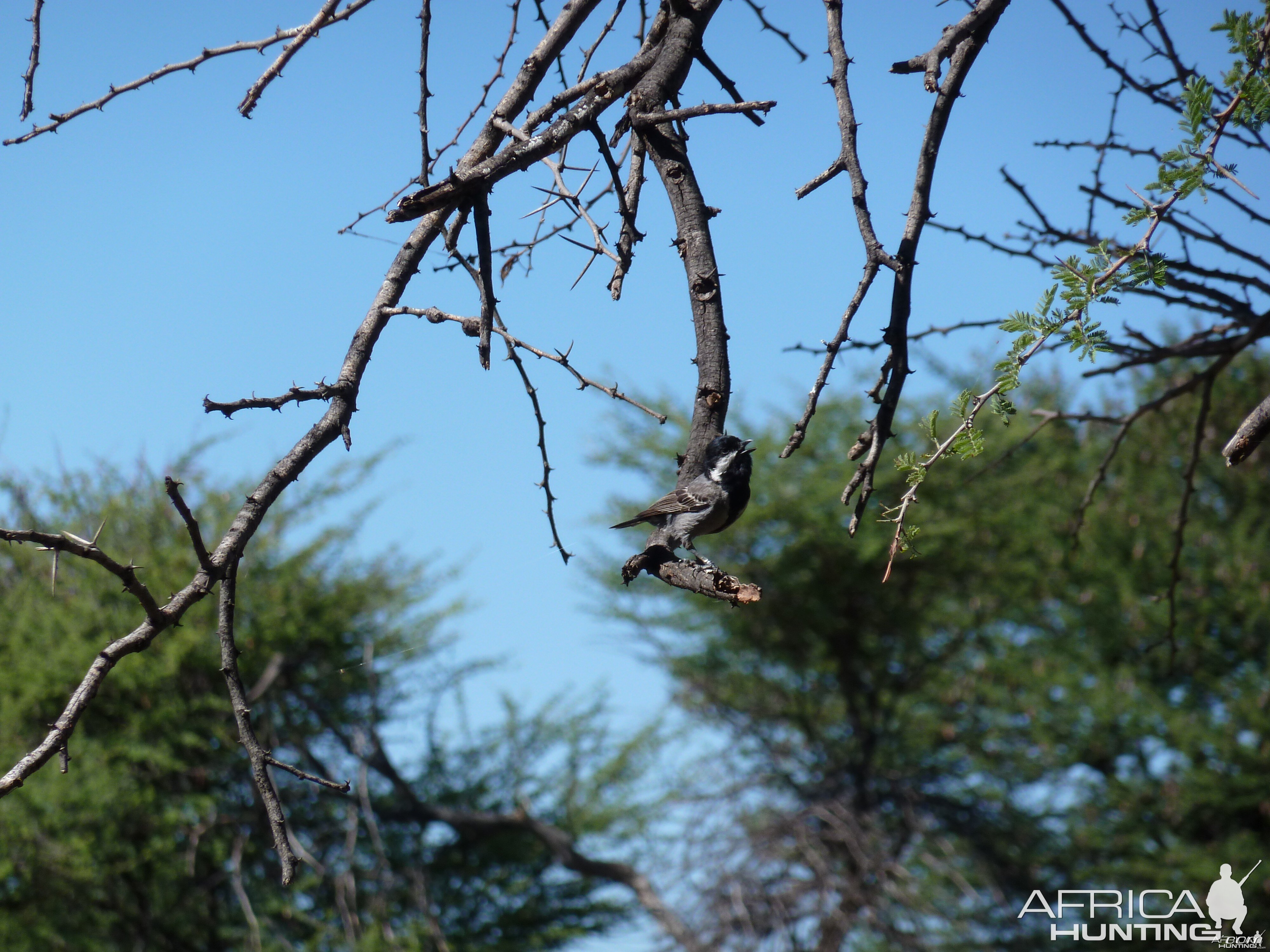 Bird Namibia