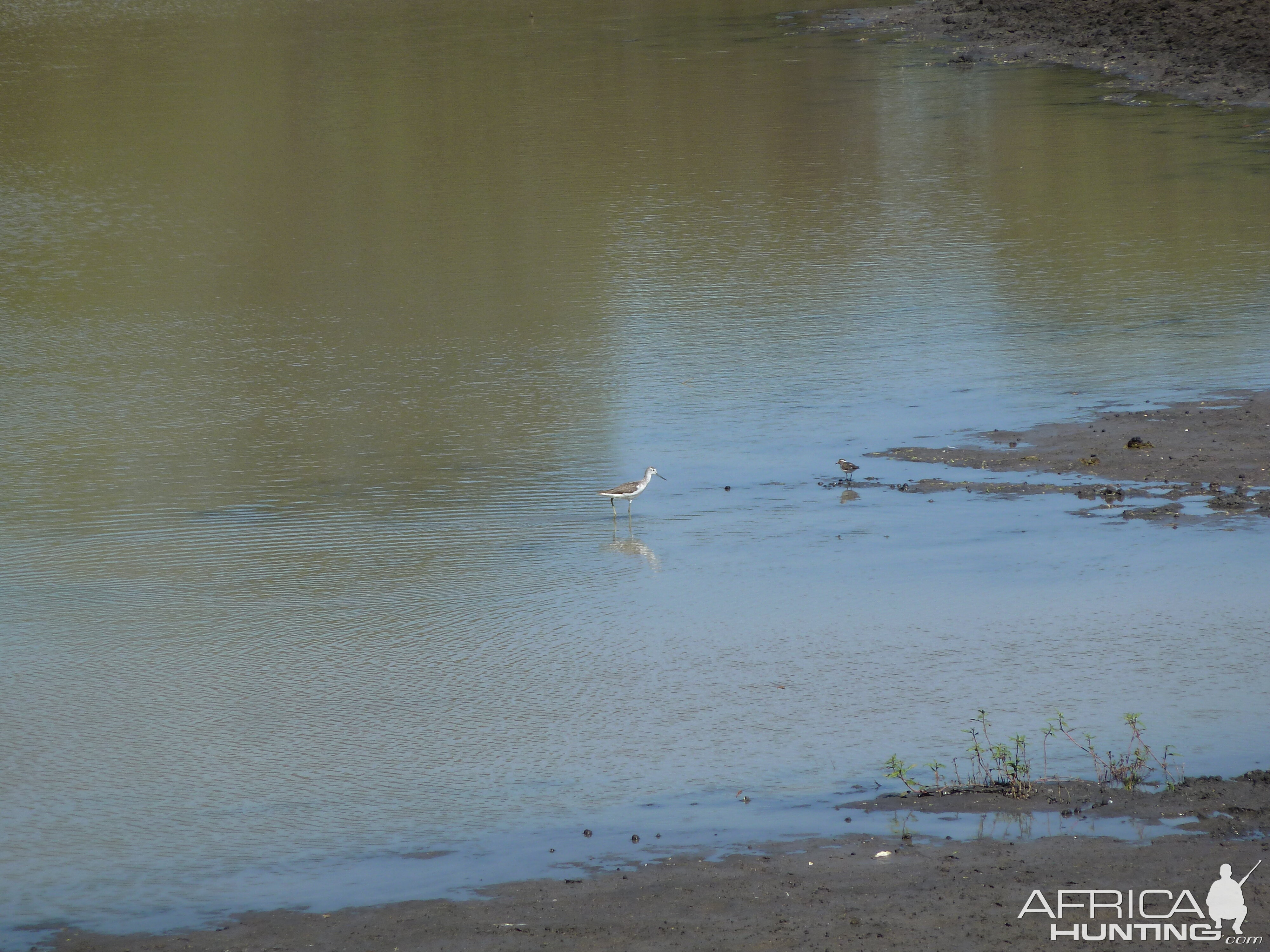 Bird Namibia