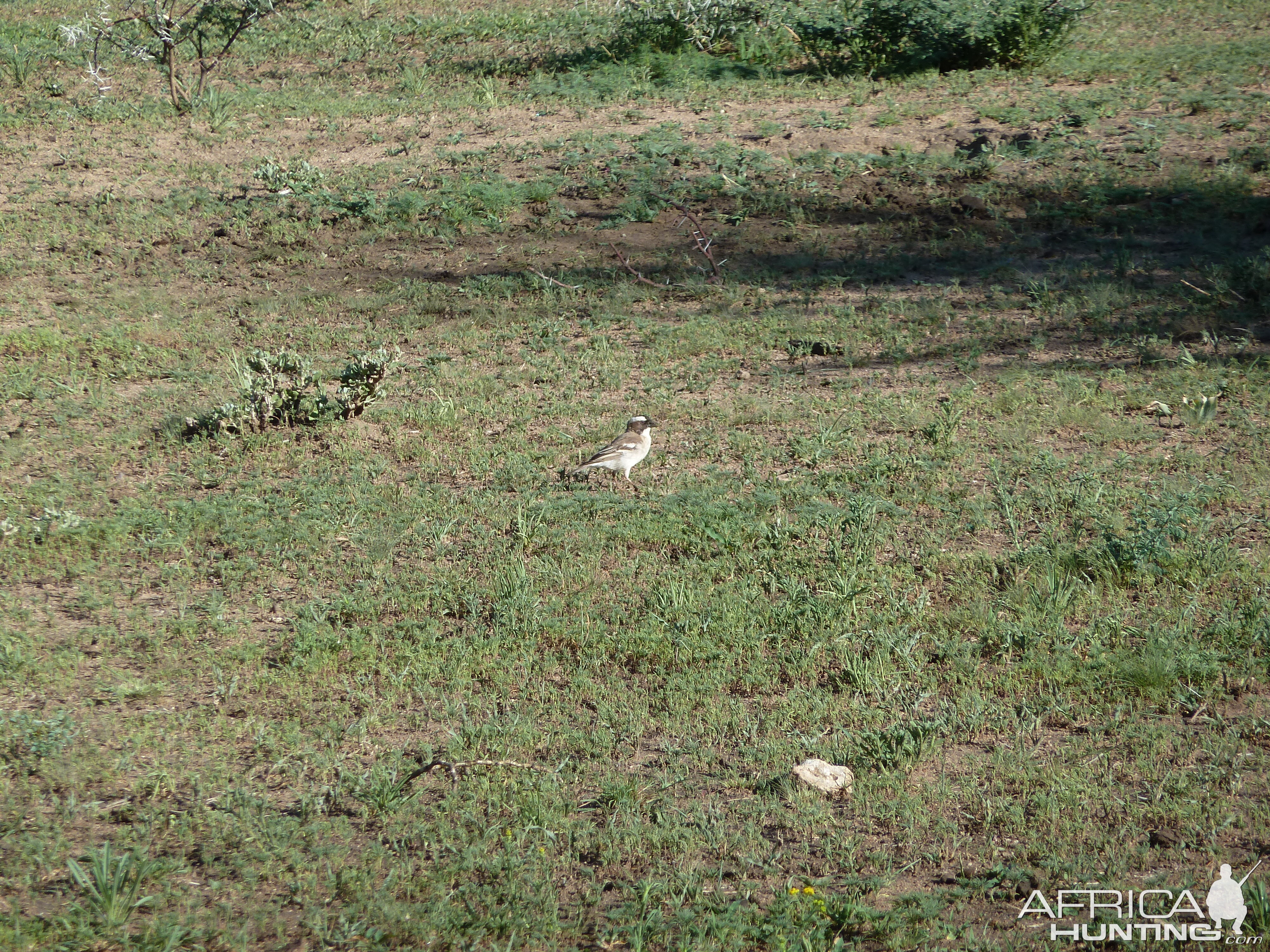 Bird Namibia