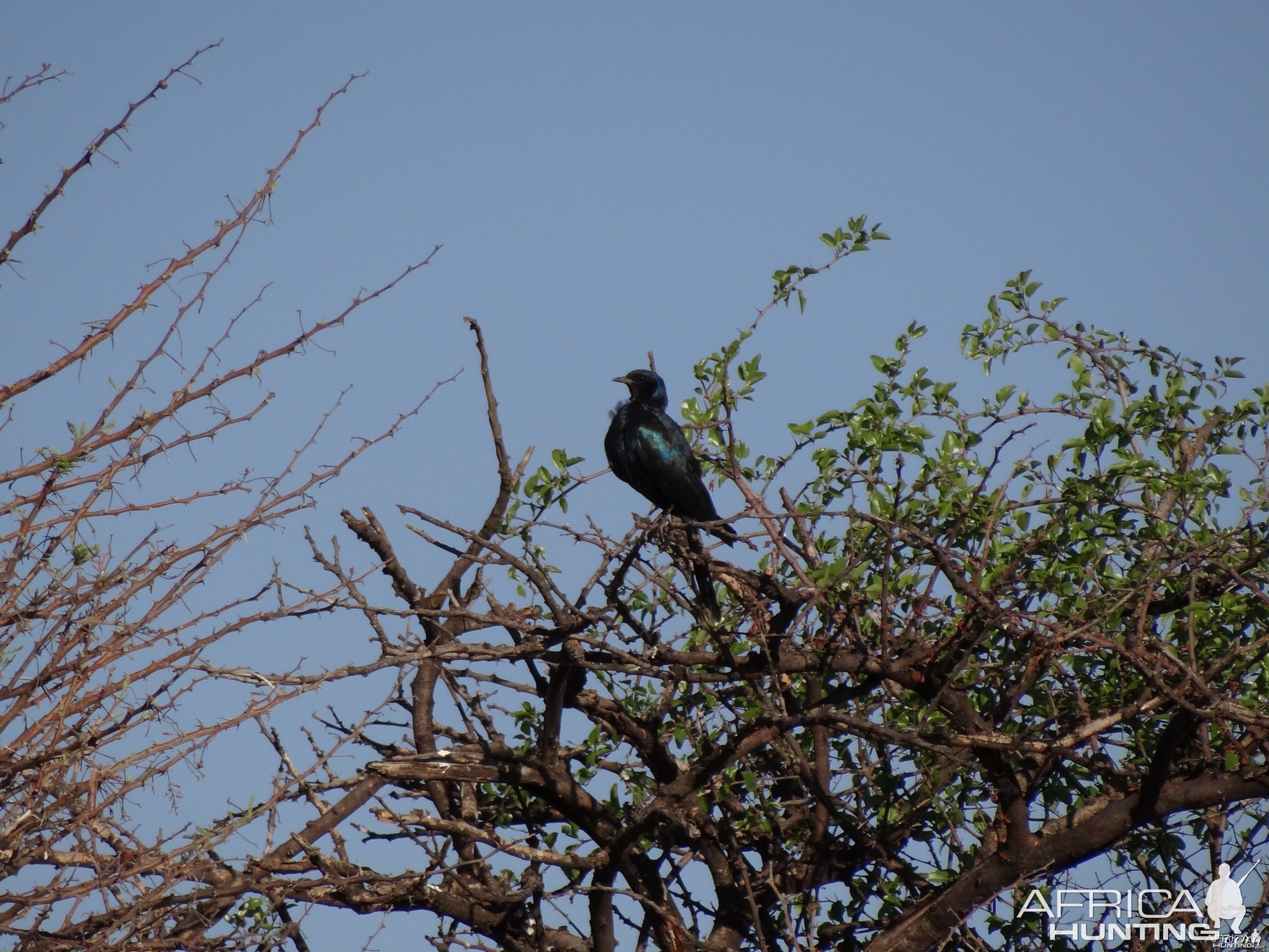 Bird Namibia