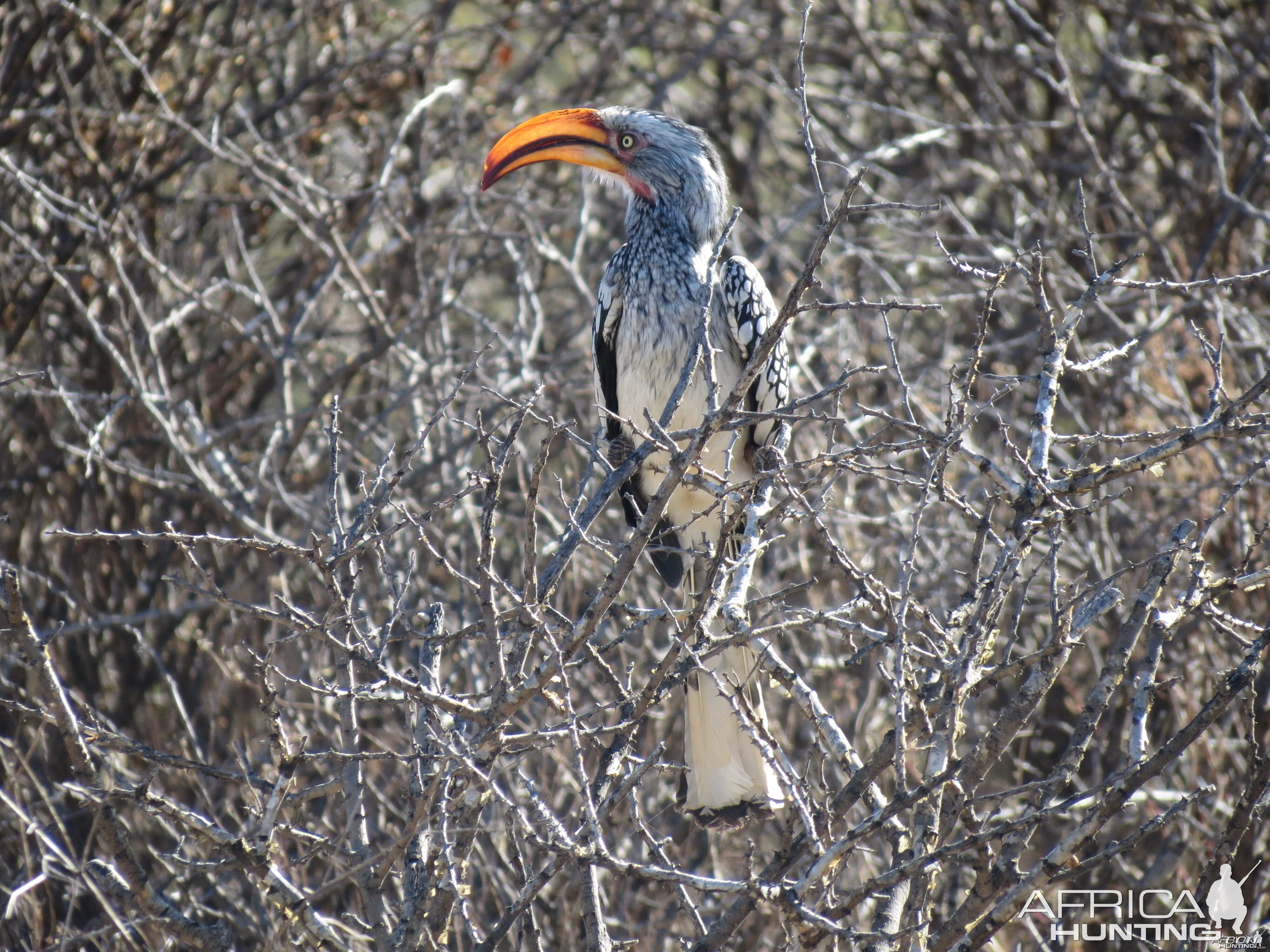 Bird Namibia