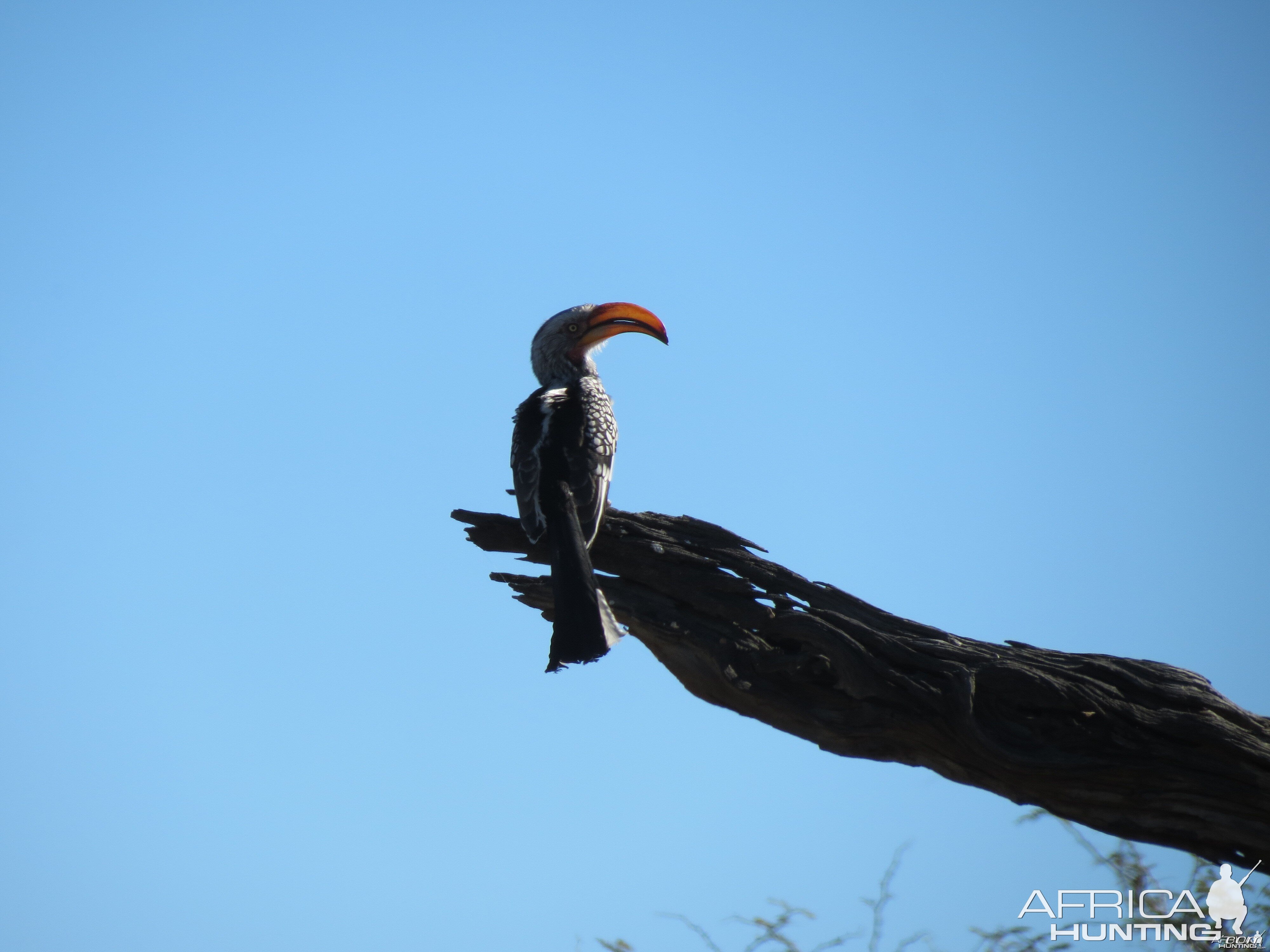 Bird Namibia