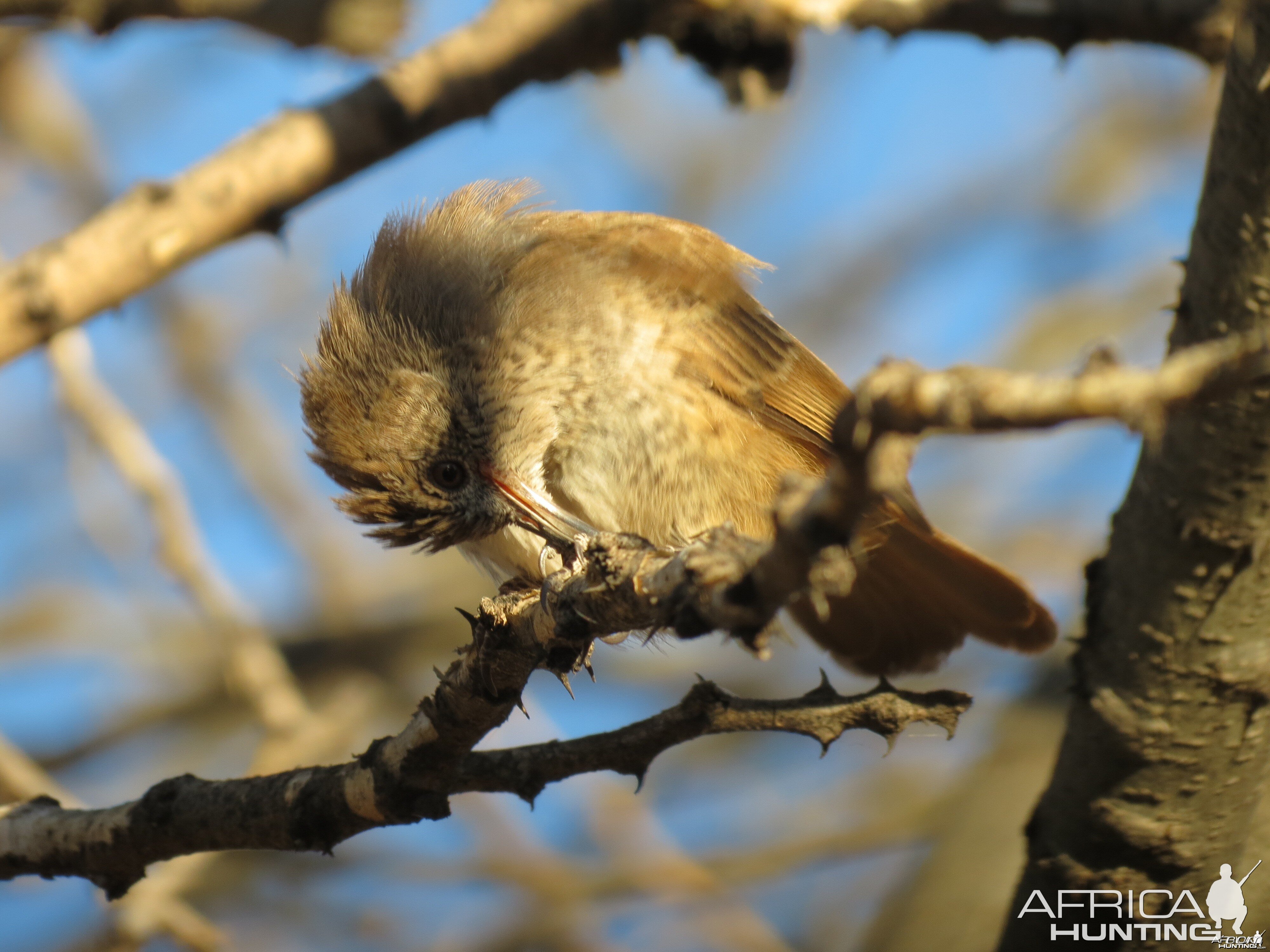 Bird Namibia