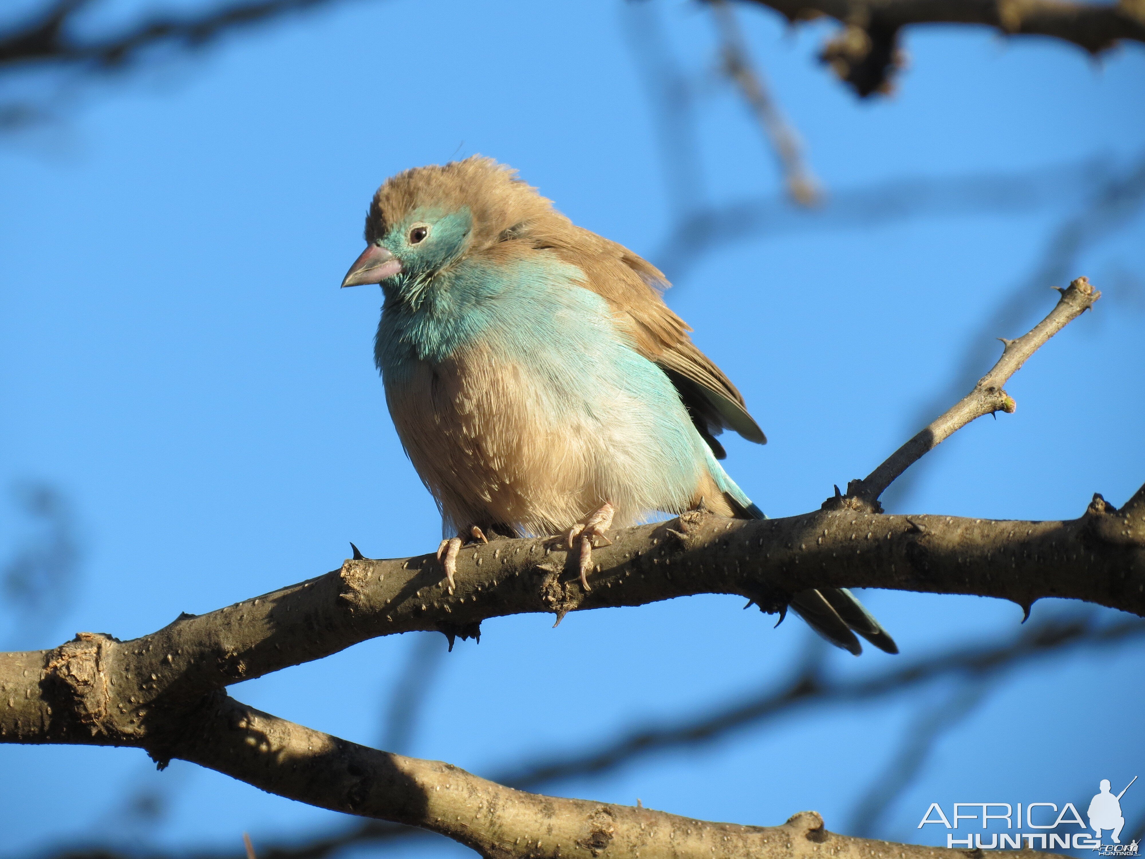 Bird Namibia