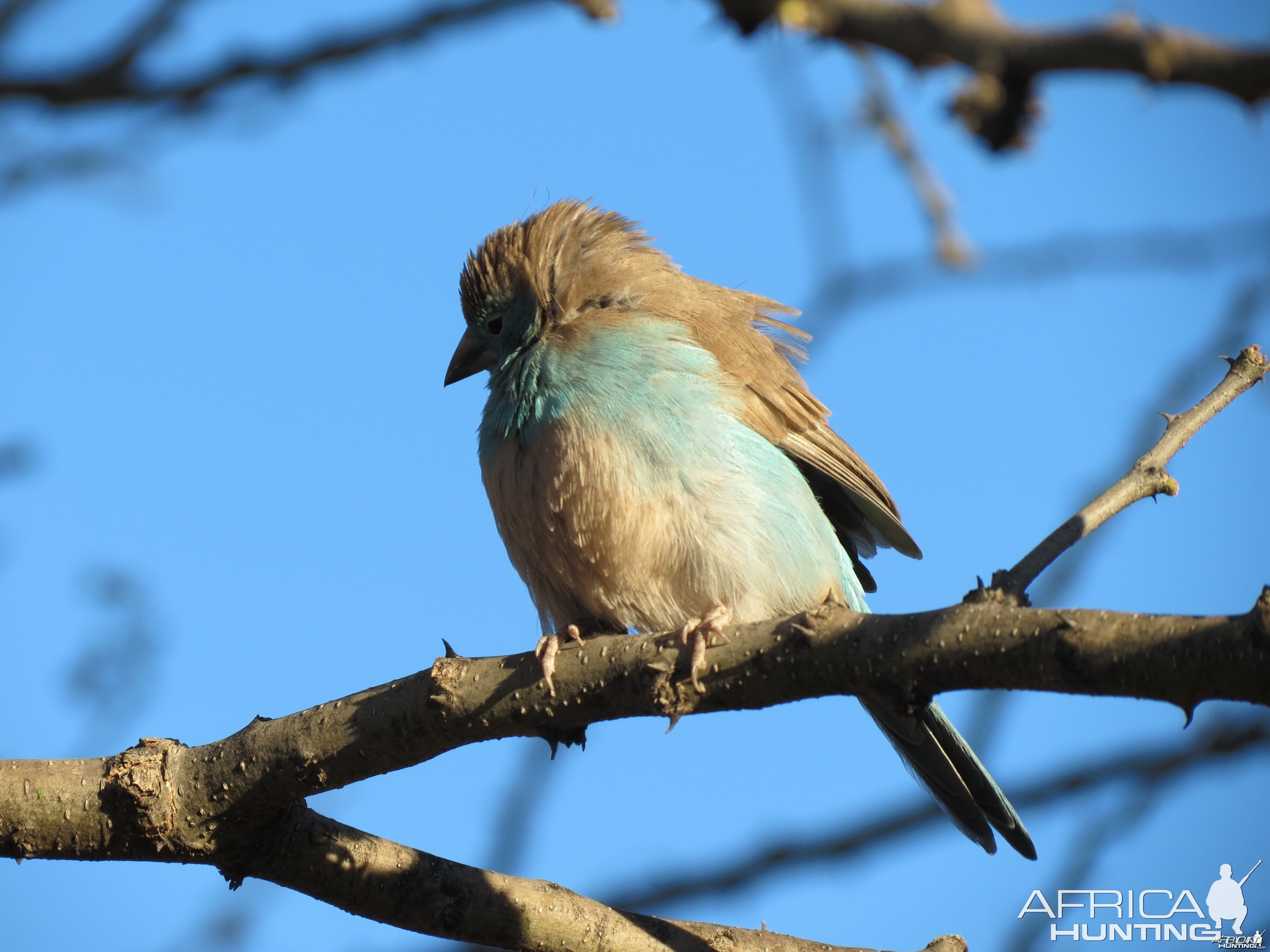 Bird Namibia