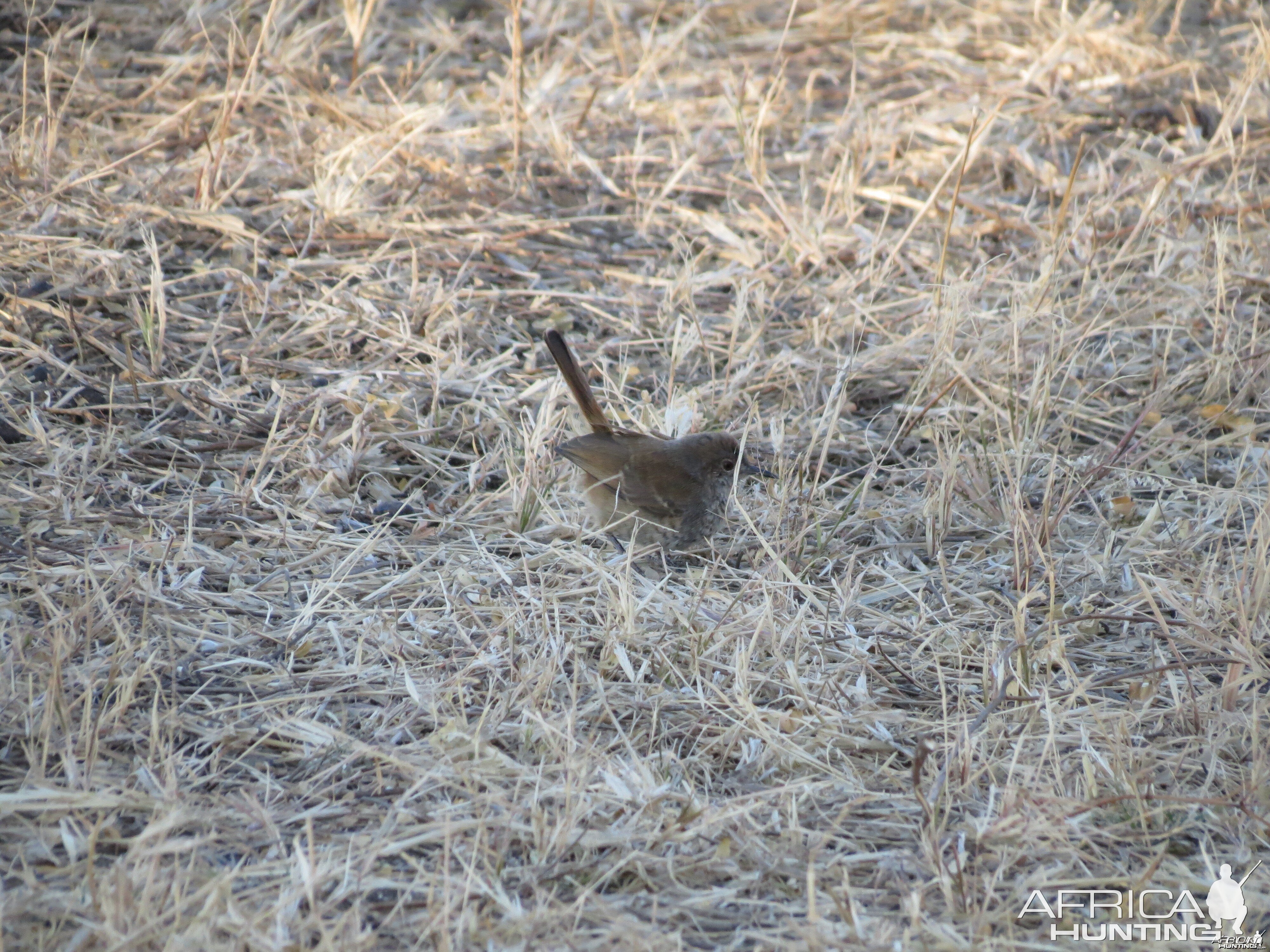 Bird Namibia