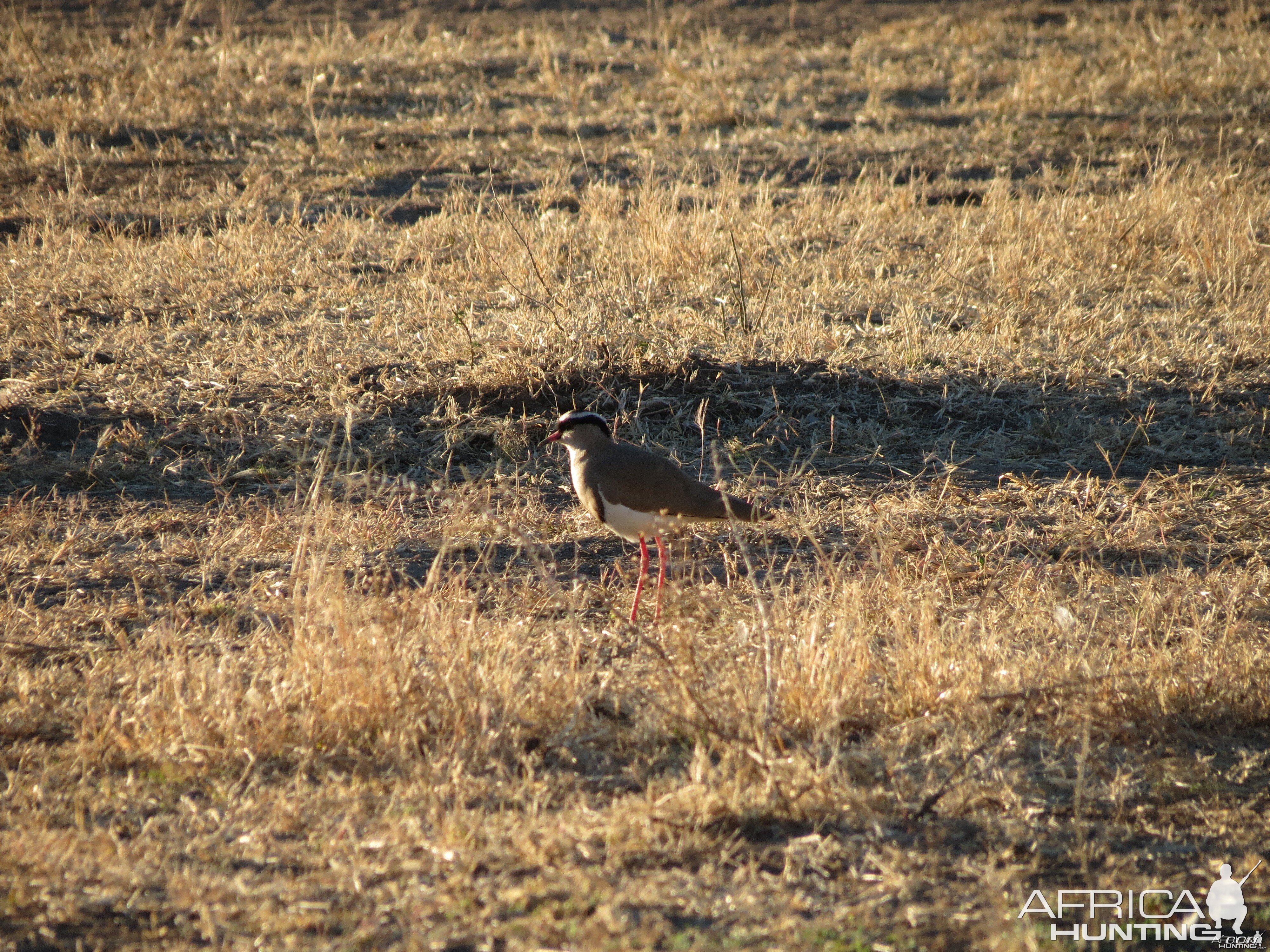 Bird Namibia