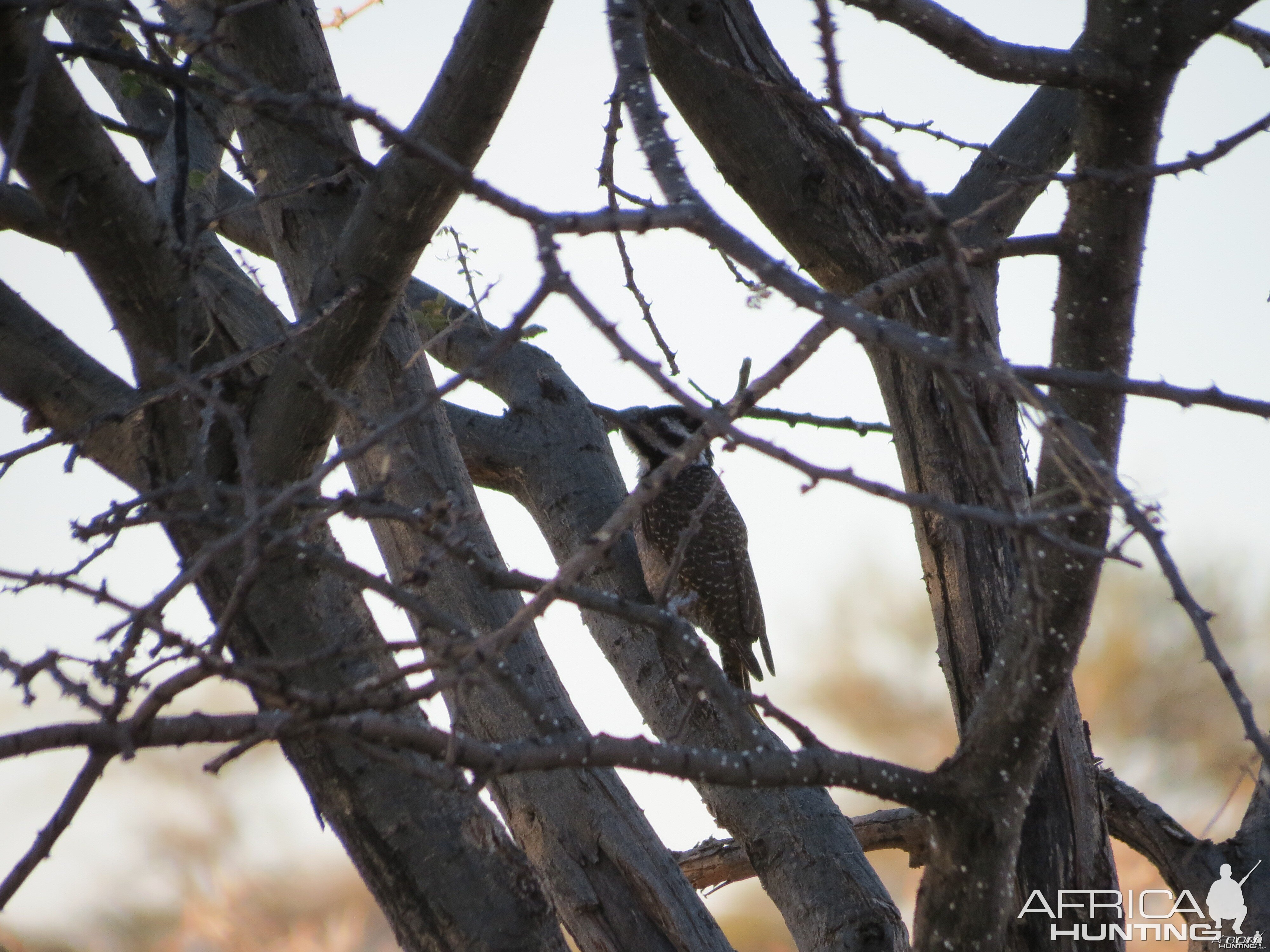 Bird Namibia