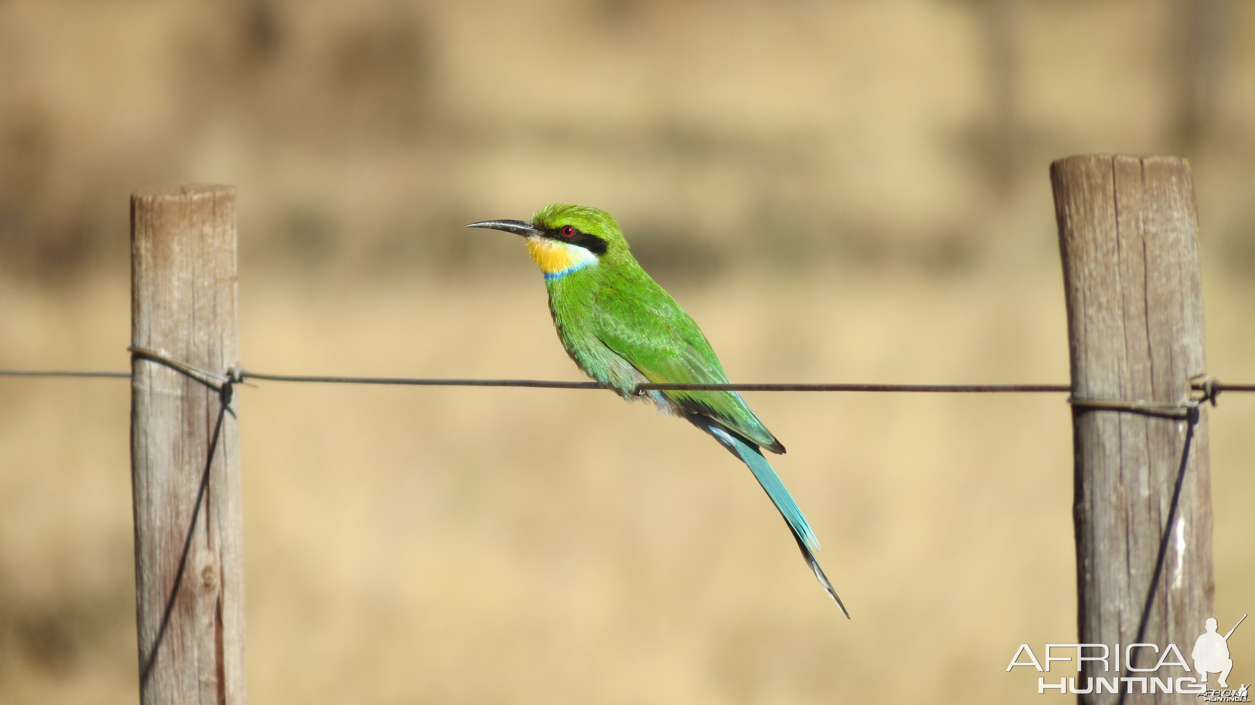 Bird Namibia