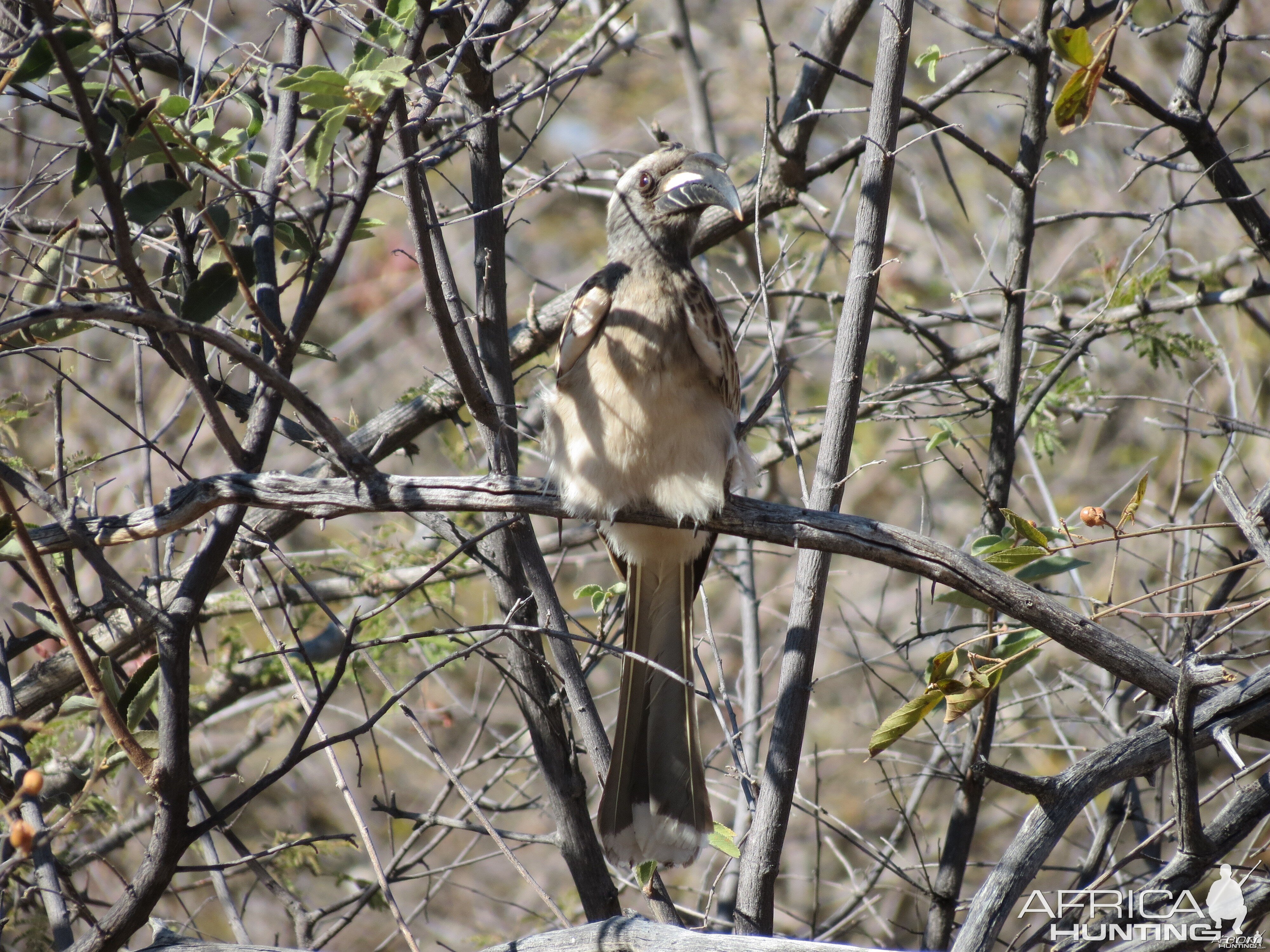 Bird Namibia