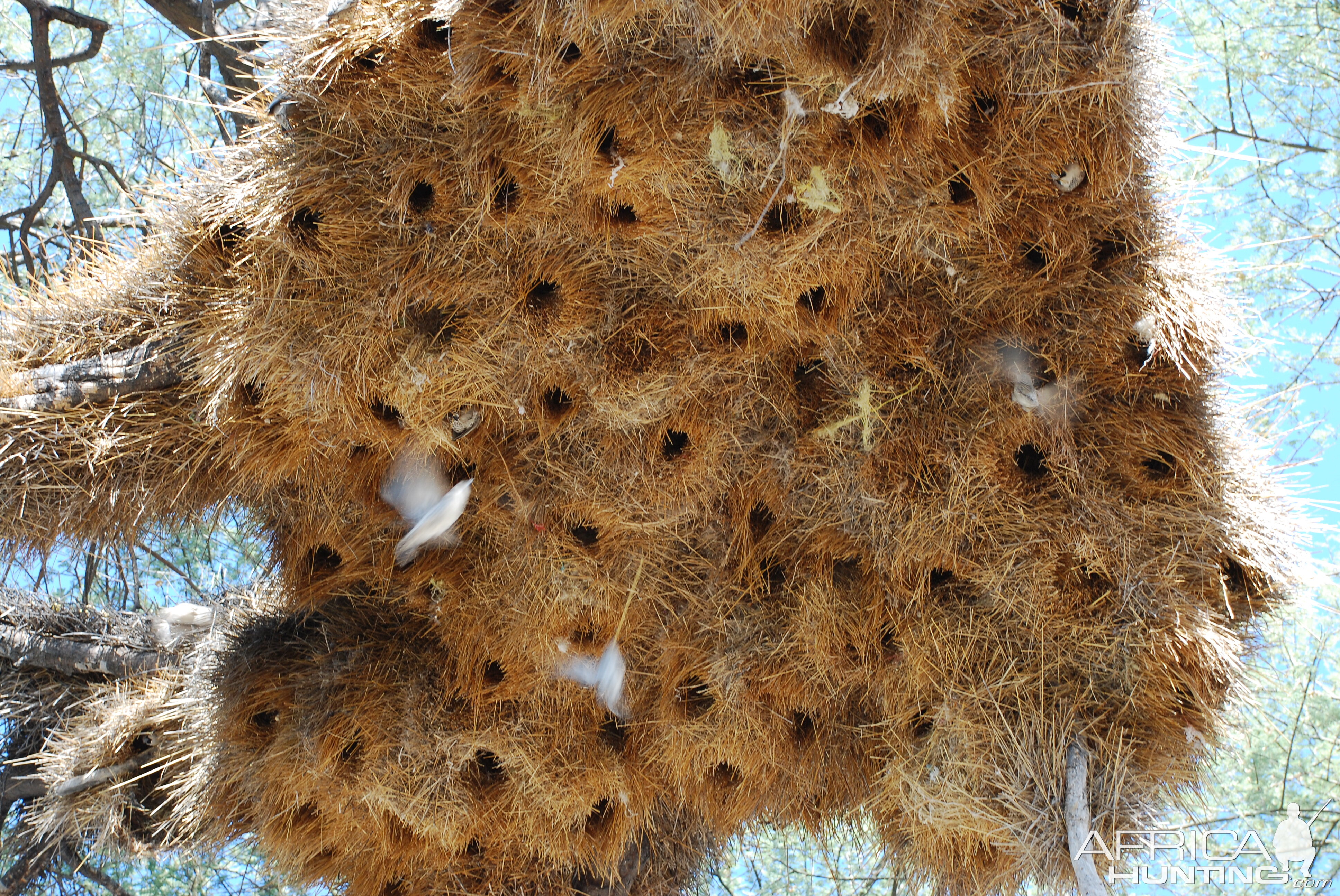 Bird nest, Namibia