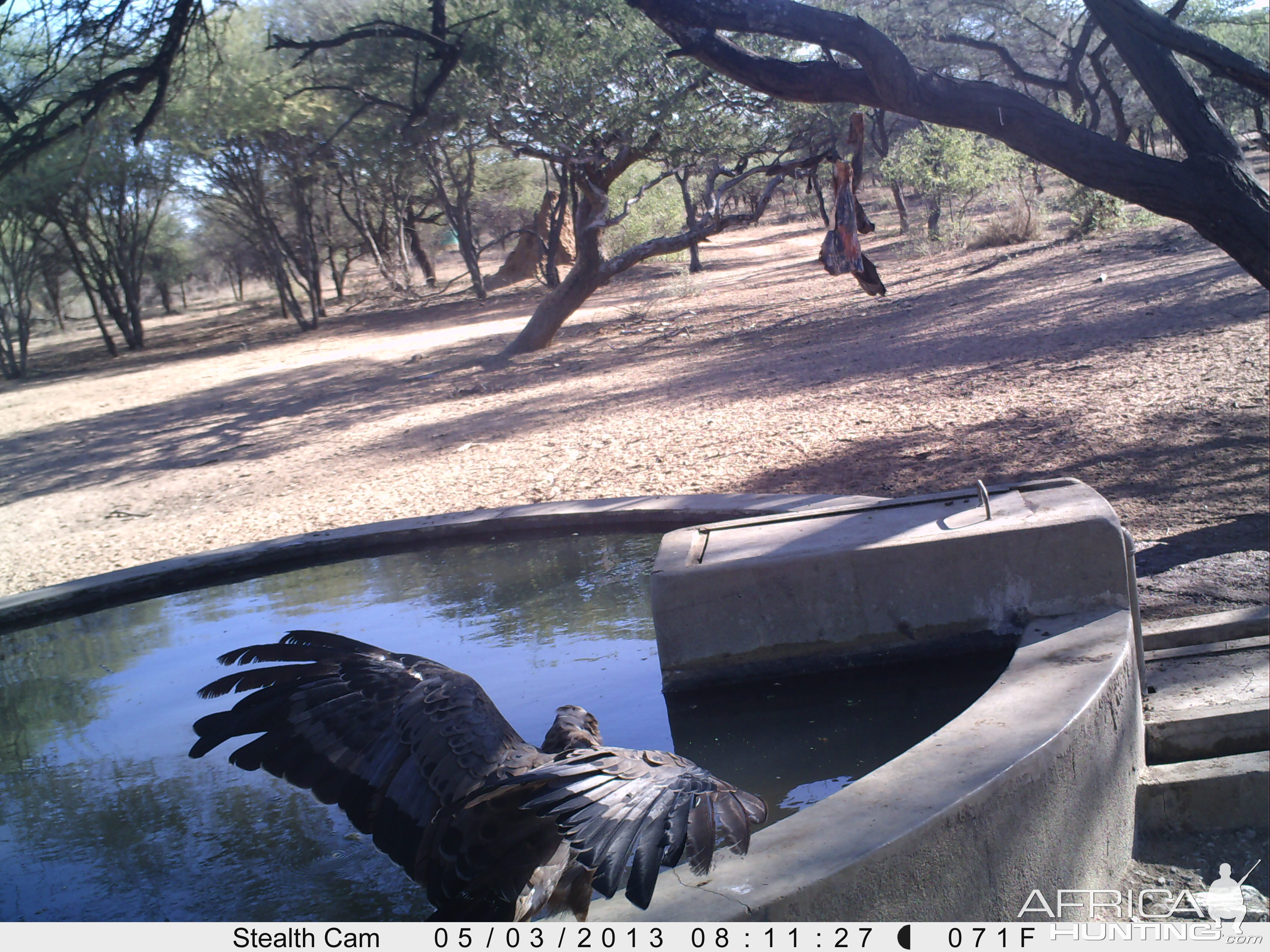 Bird of Prey Trail Camera