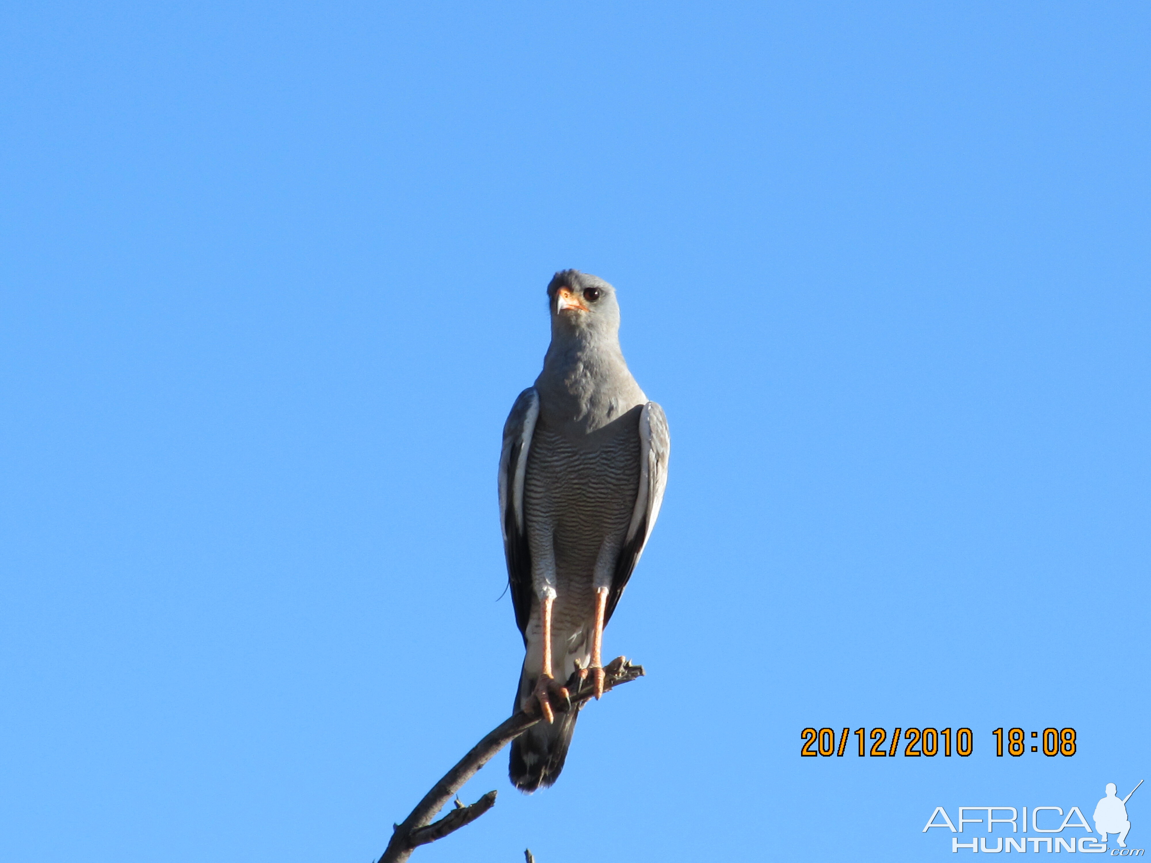 Bird of prey