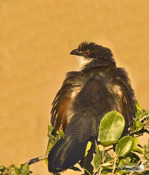 Bird South Africa