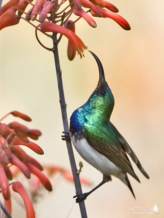 Bird South Africa