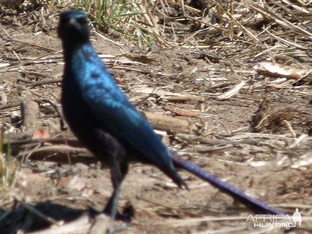 Birdlife Zimbabwe