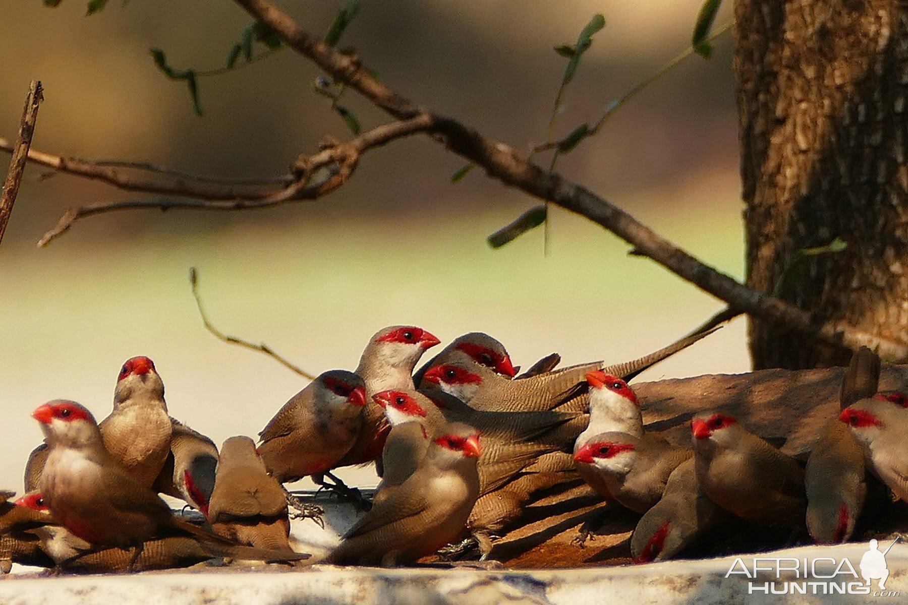 Birds from Zambia