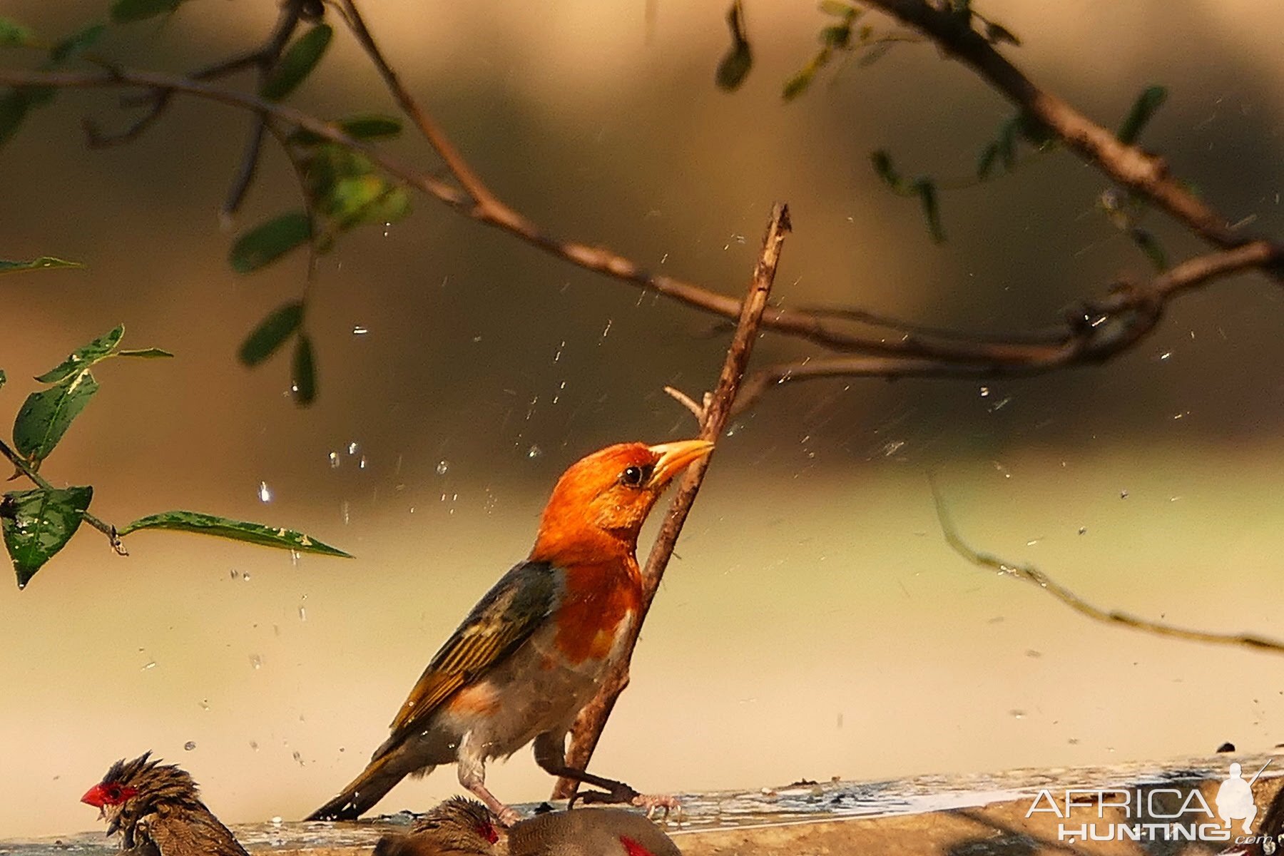 Birds from Zambia