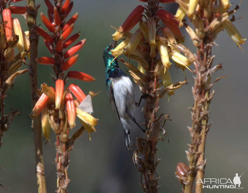 Birds of Africa at Kruger National Park