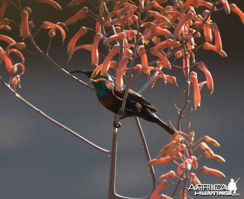 Birds of Africa at Kruger National Park