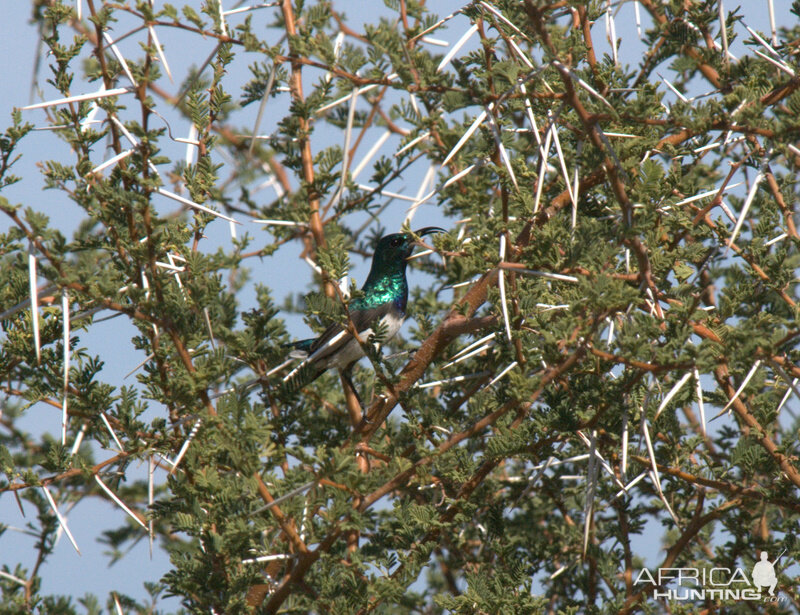 Birds of Africa at Kruger National Park