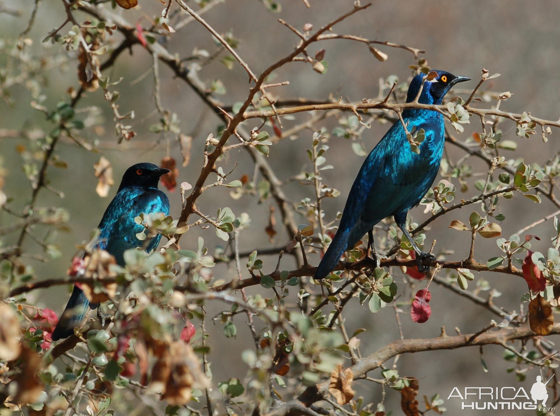 Birds of Africa at Kruger National Park