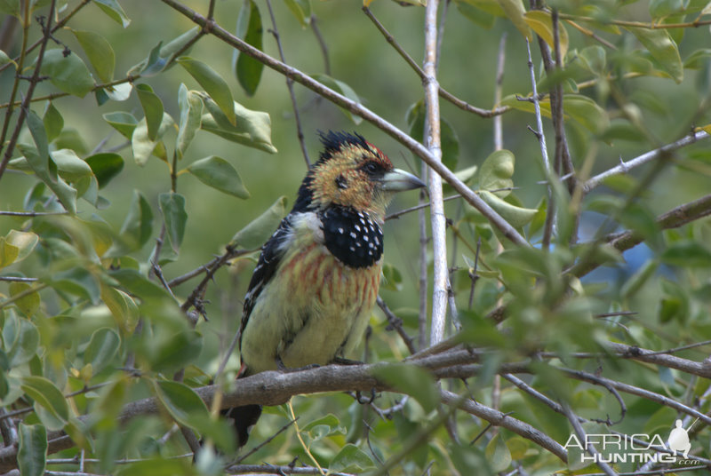 Birds of Africa at Kruger National Park