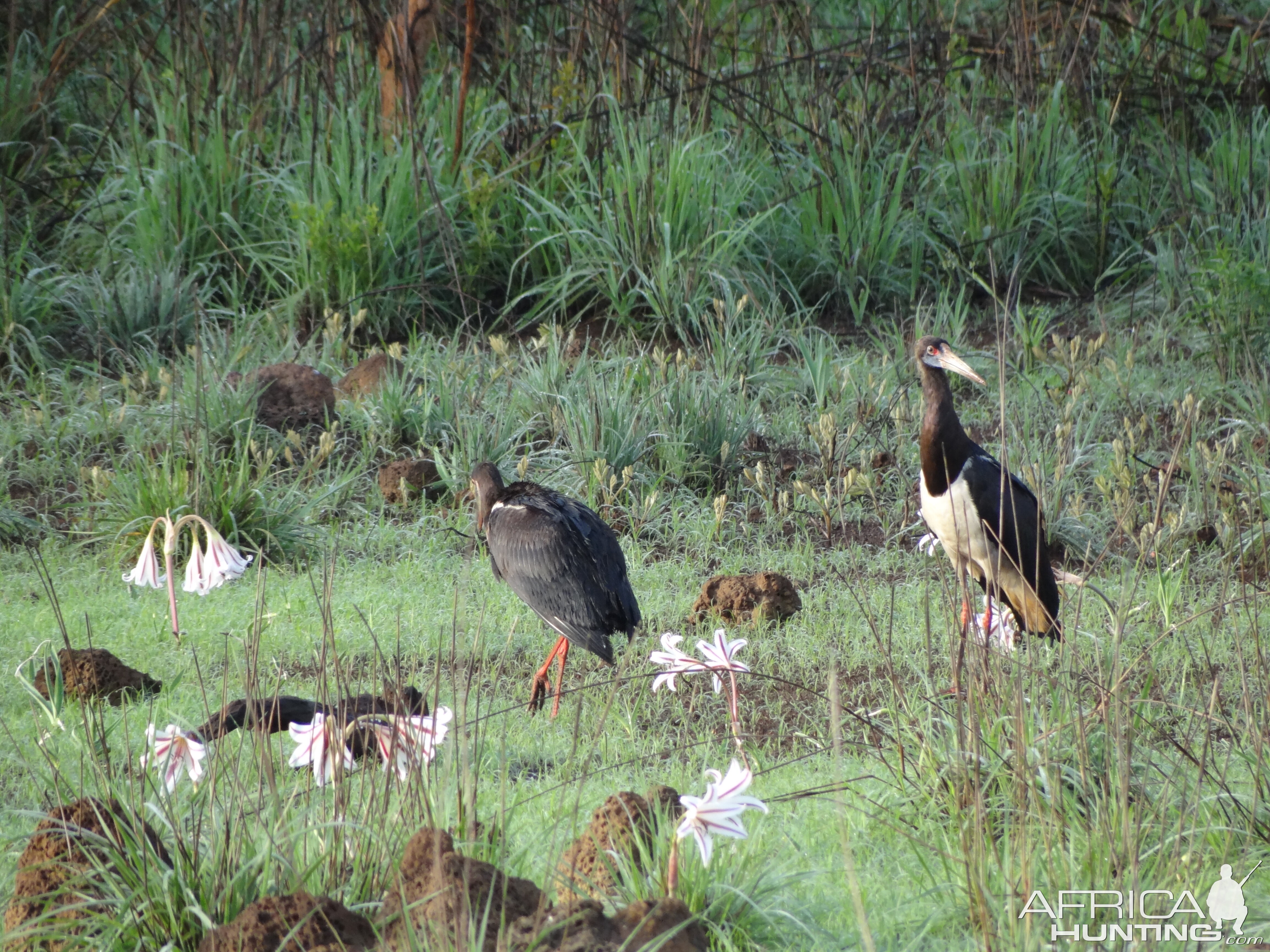 Birds