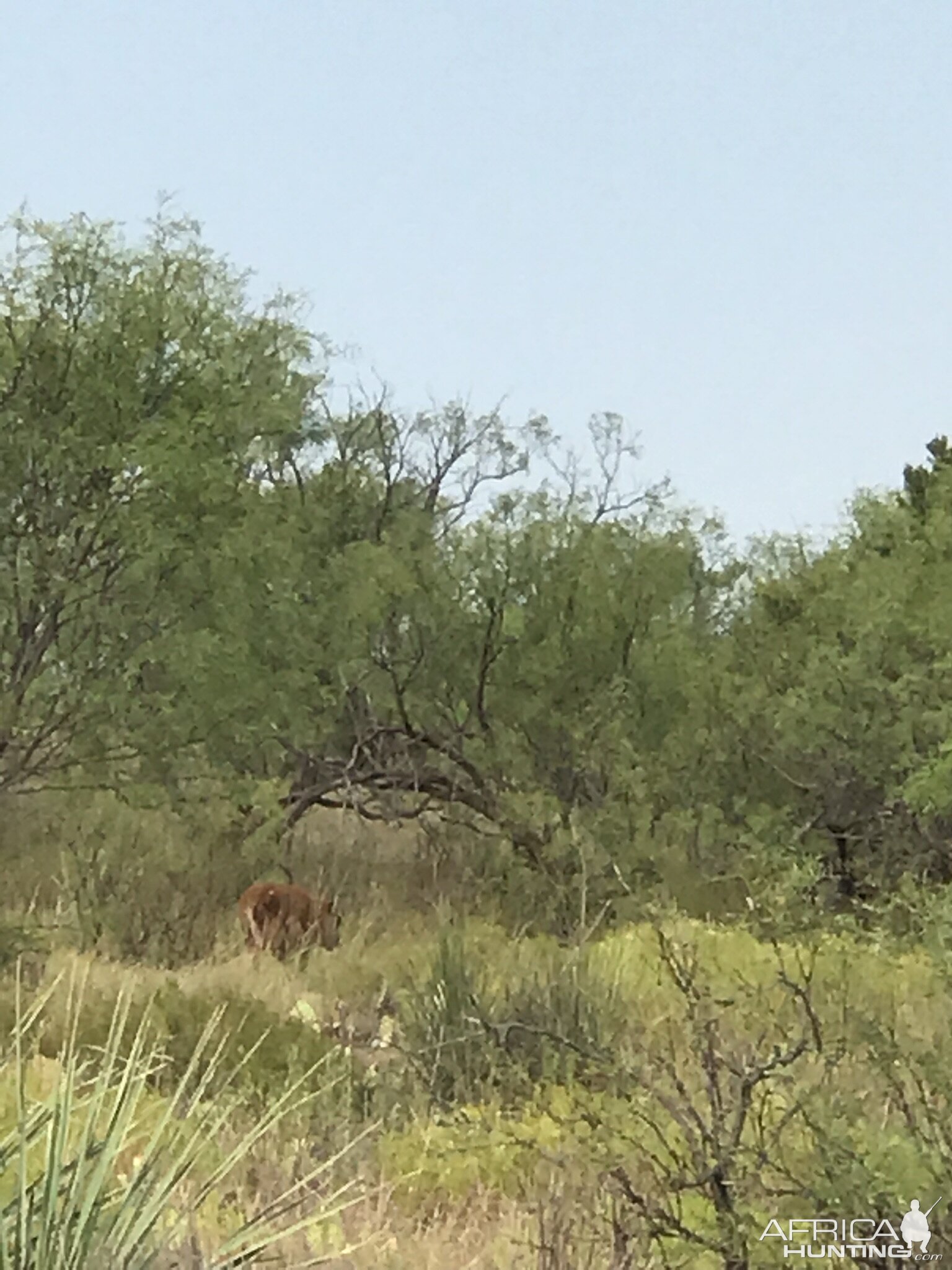 Bison calf Texas USA