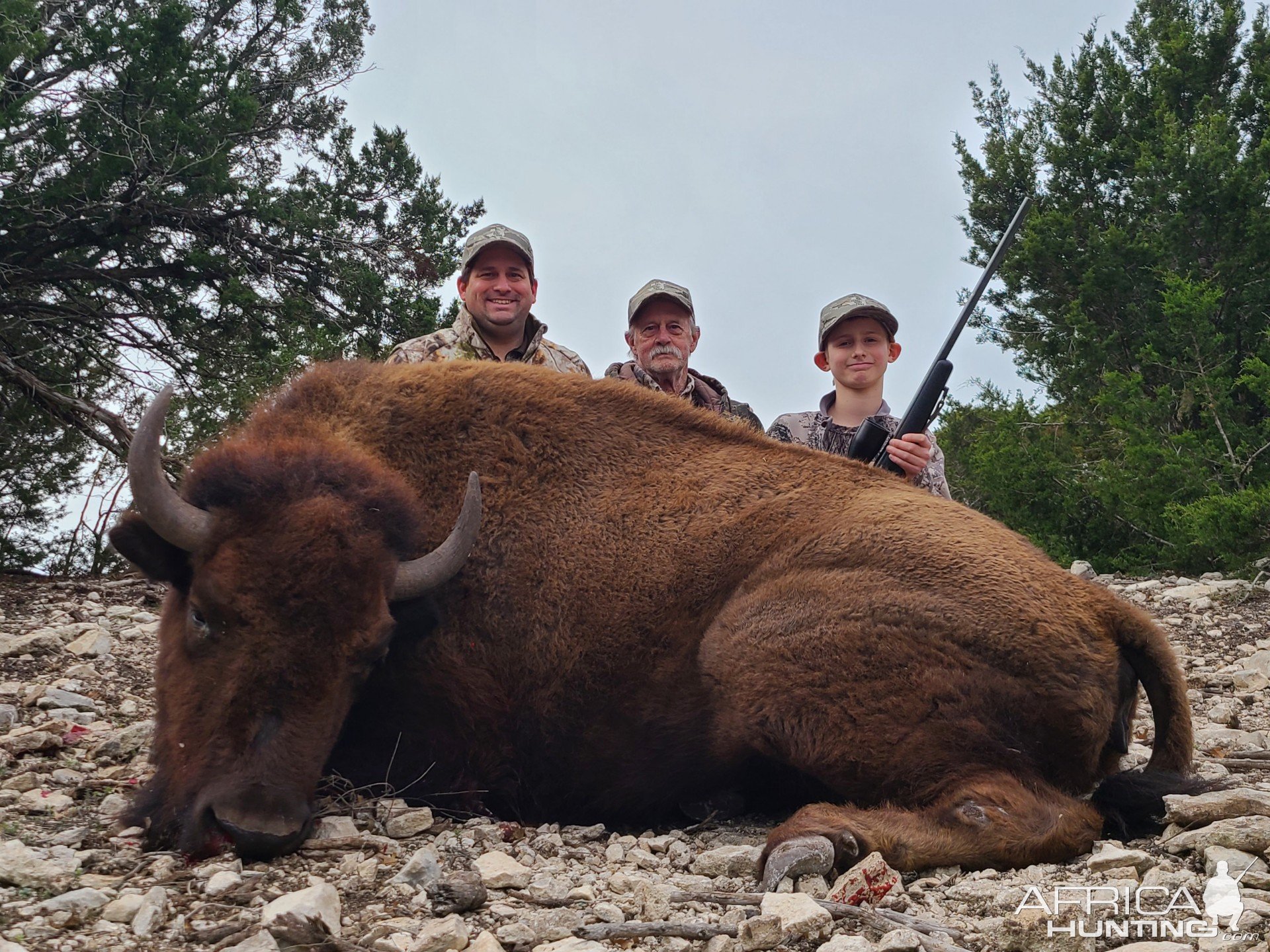 Bison Cow Hunt