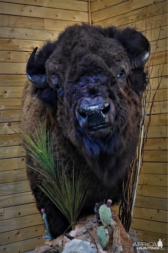 Bison Floor Pedestal Taxidermy