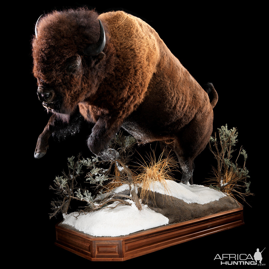 Bison Full Mount Taxidermy