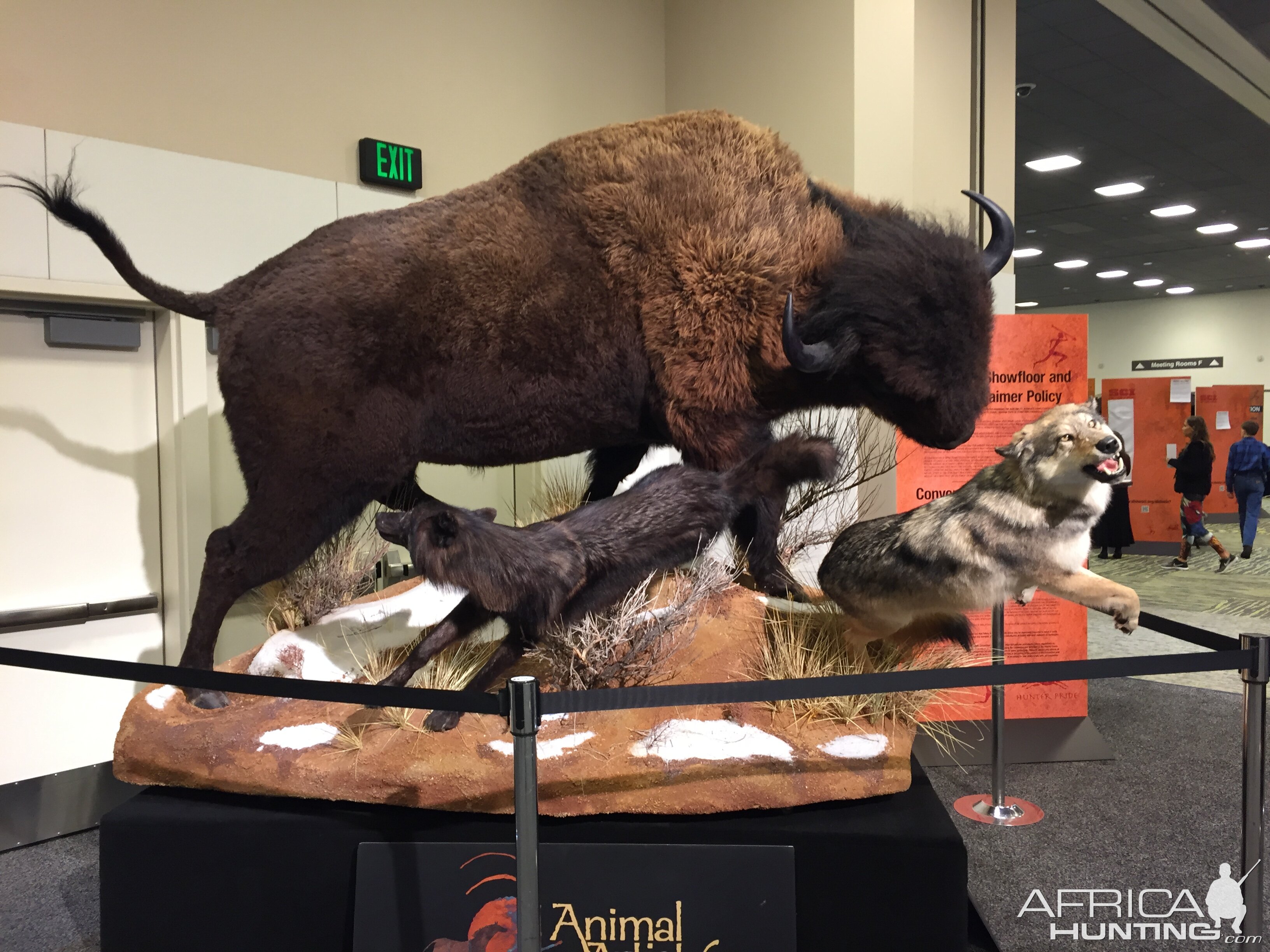 Bison Full Mount Taxidermy