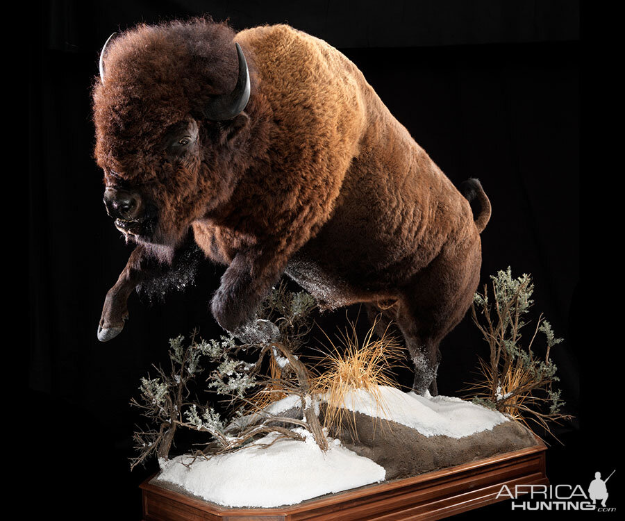 Bison Full Mount Taxidermy