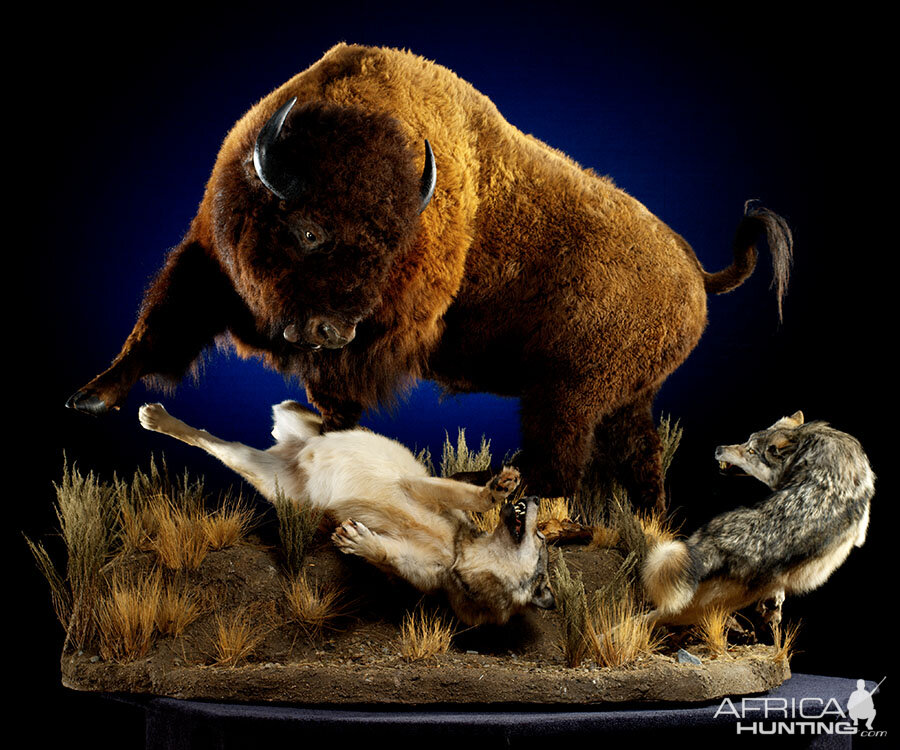 Bison Full Mount Taxidermy