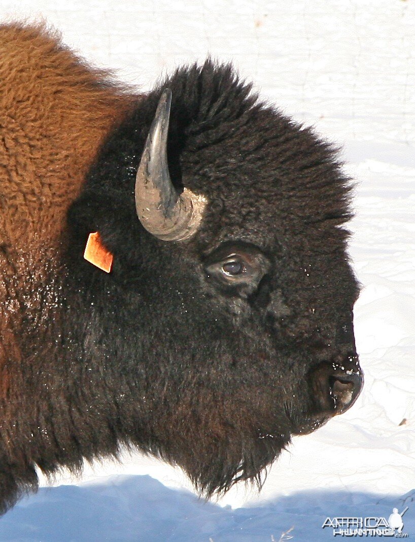 Bison Head