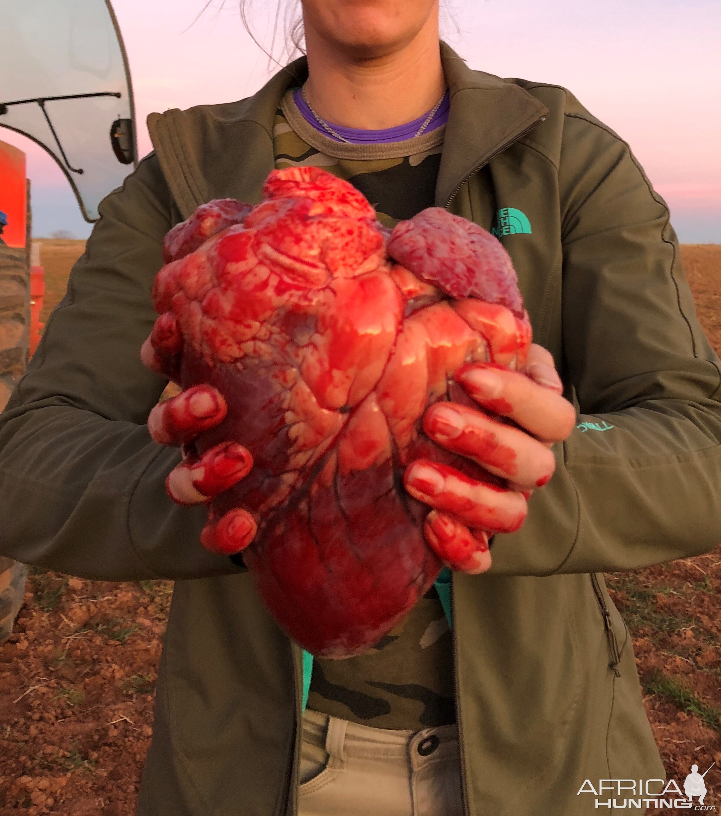 Bison Heart