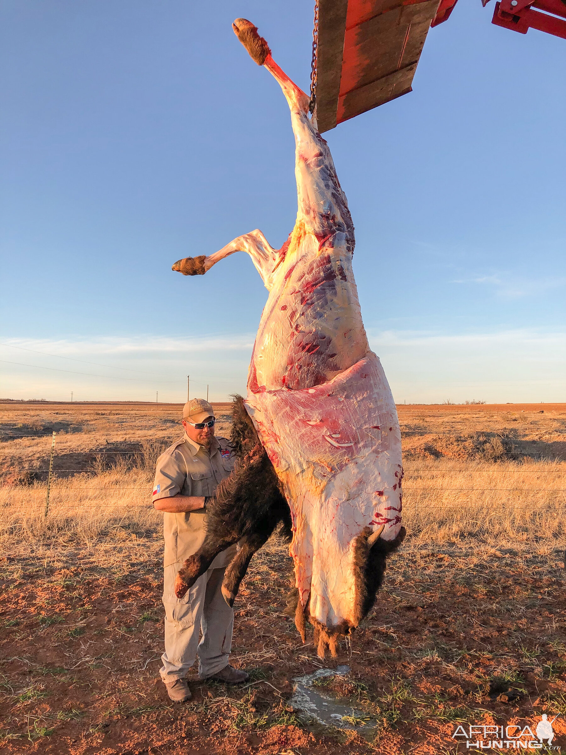 Bison Hunt Texas USA