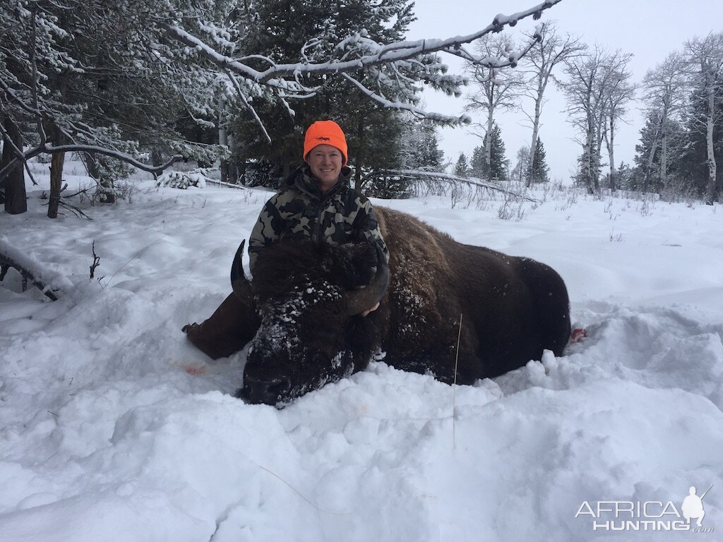 Bison Hunt Wyoming